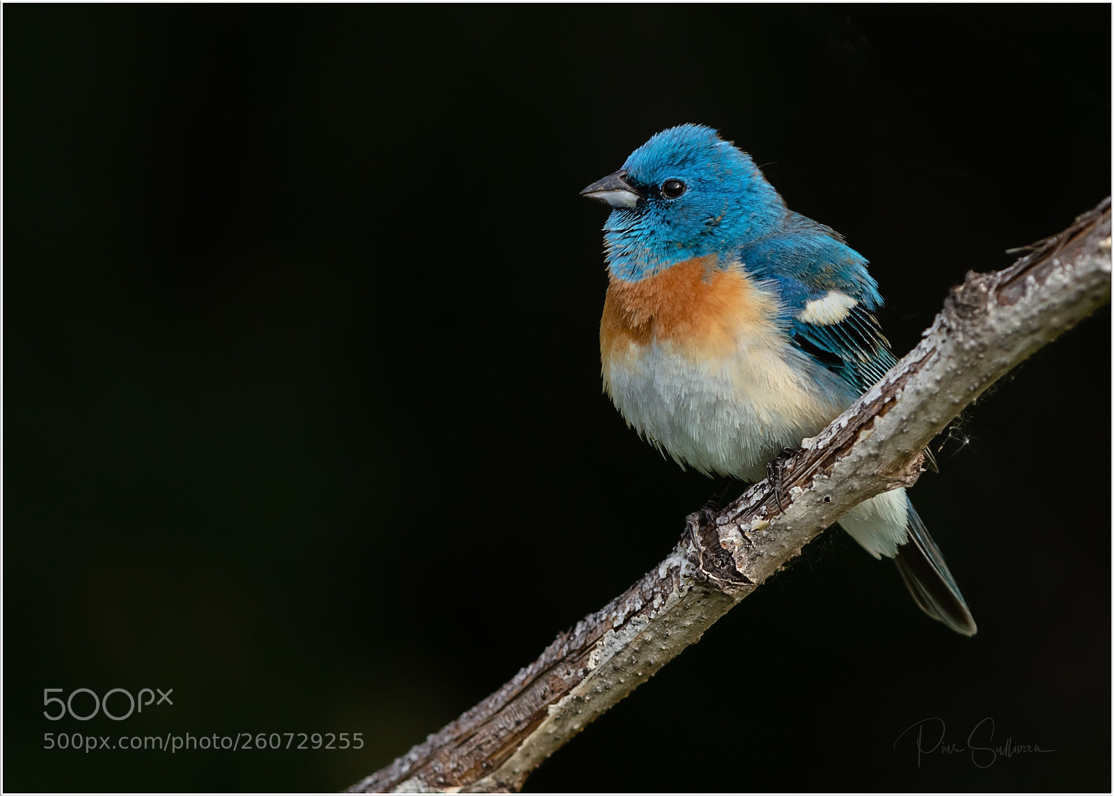 Canon EOS 5DS R sample photo. Lazuli bunting photography