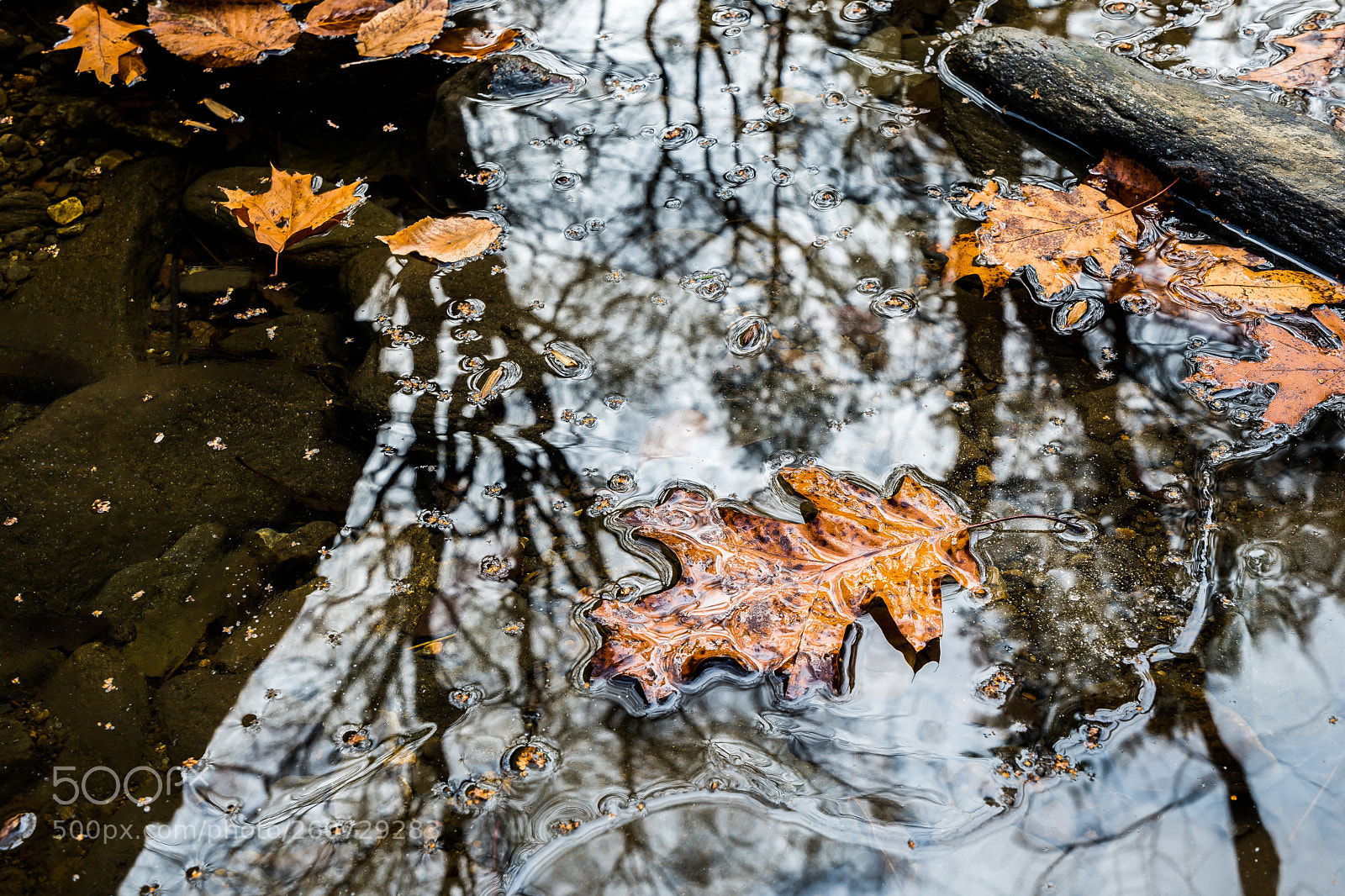 Nikon D500 sample photo. Fall reflections photography