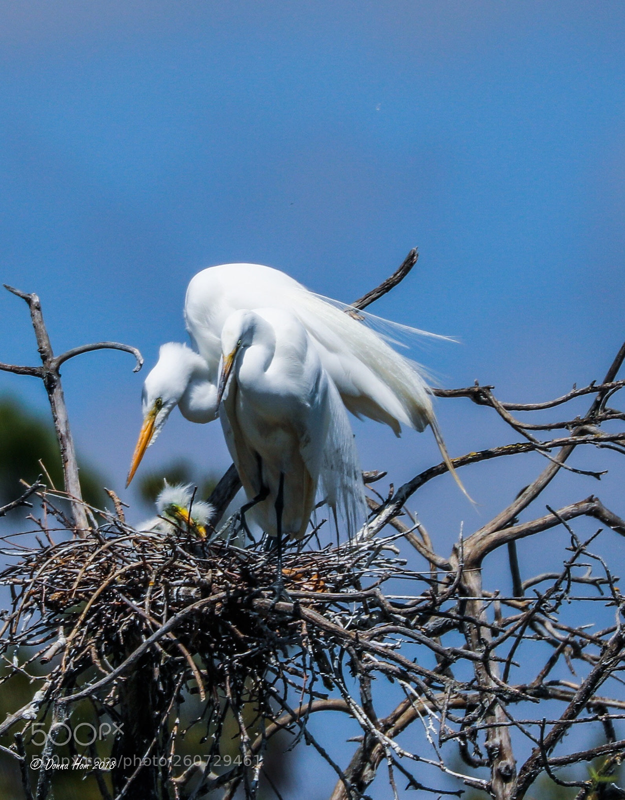 Canon EOS 5D Mark IV sample photo. Great white egret-a family photography