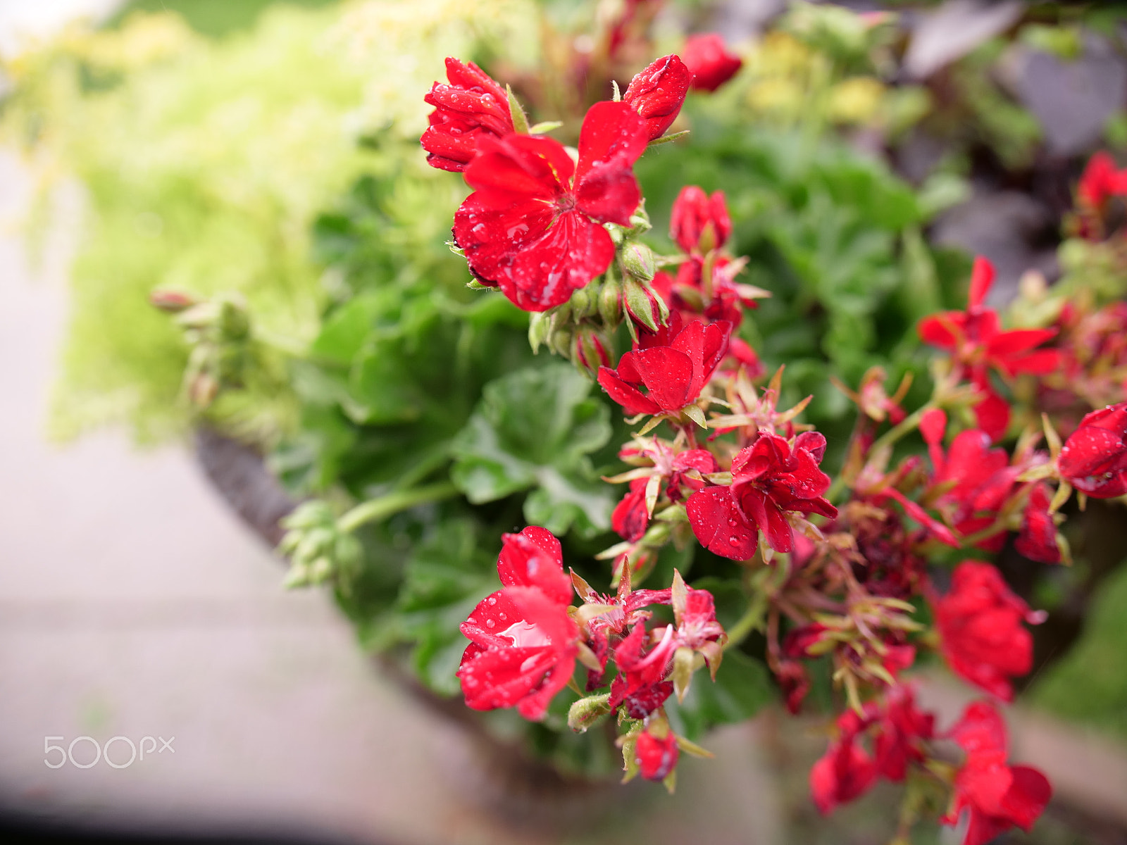 Panasonic Lumix DC-GH5 sample photo. Red petals photography