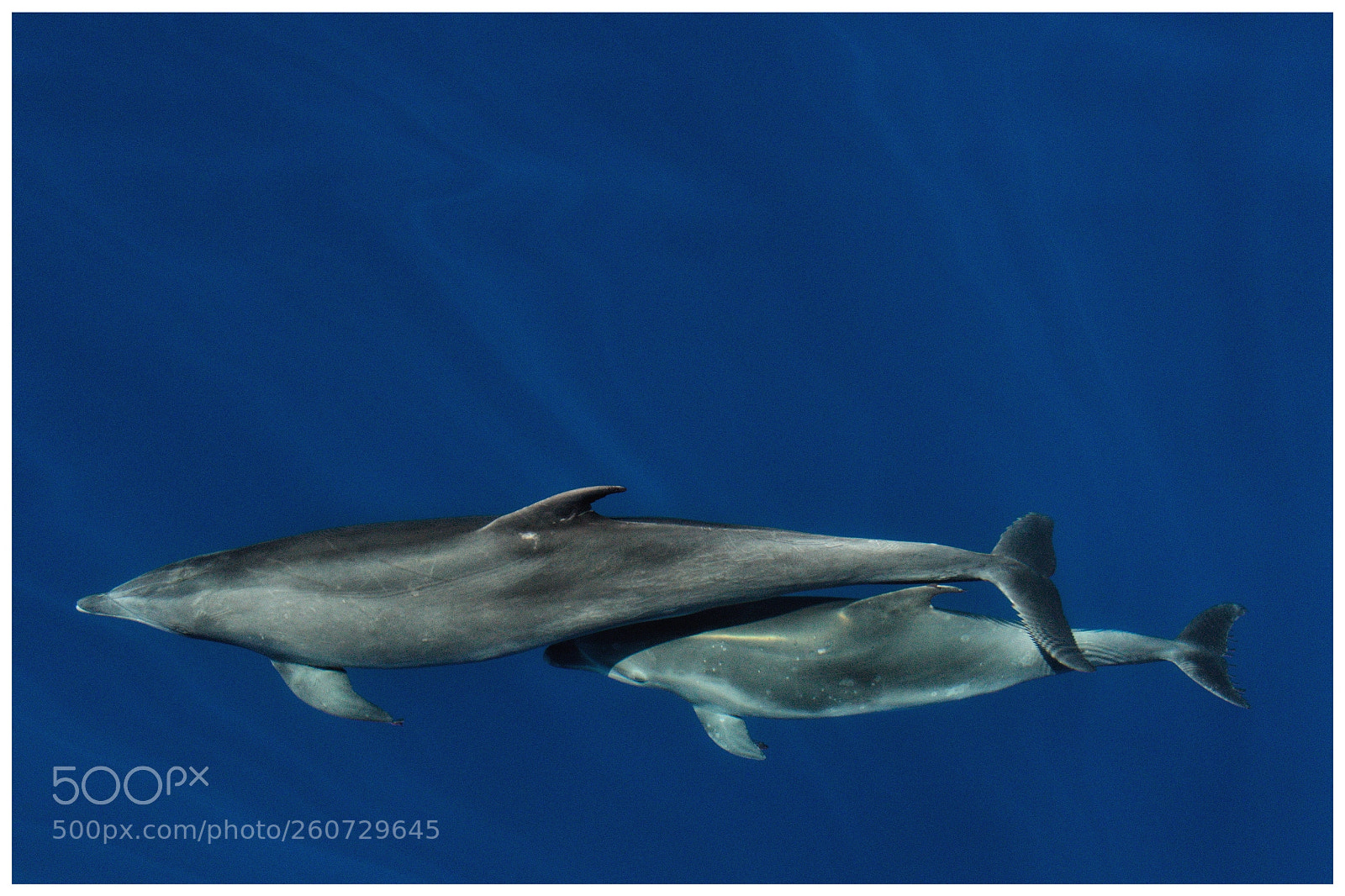 Nikon D5500 sample photo. Dolphin mother shielding calf photography