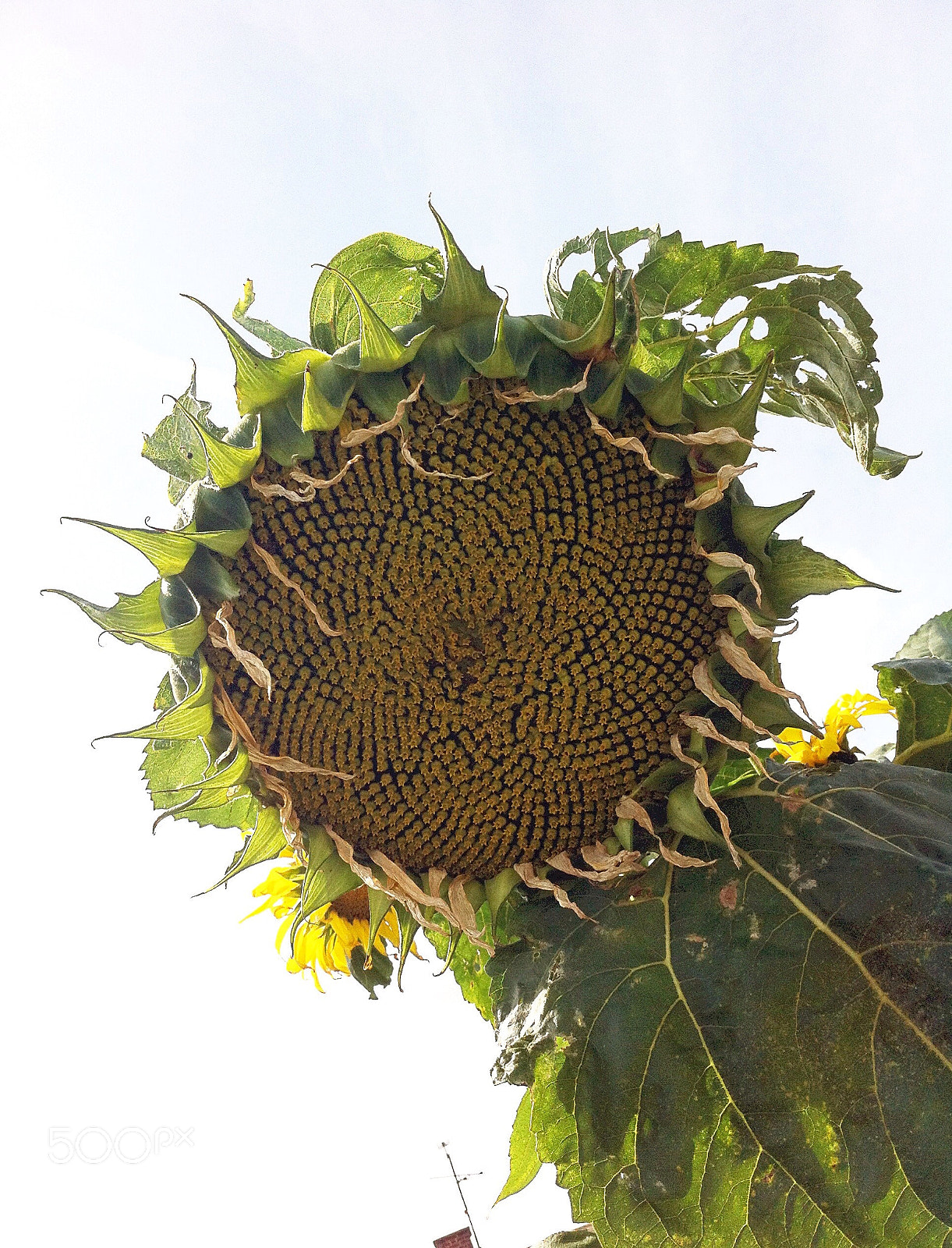 Apple iPhone 4 sample photo. Summer sunflower  photography