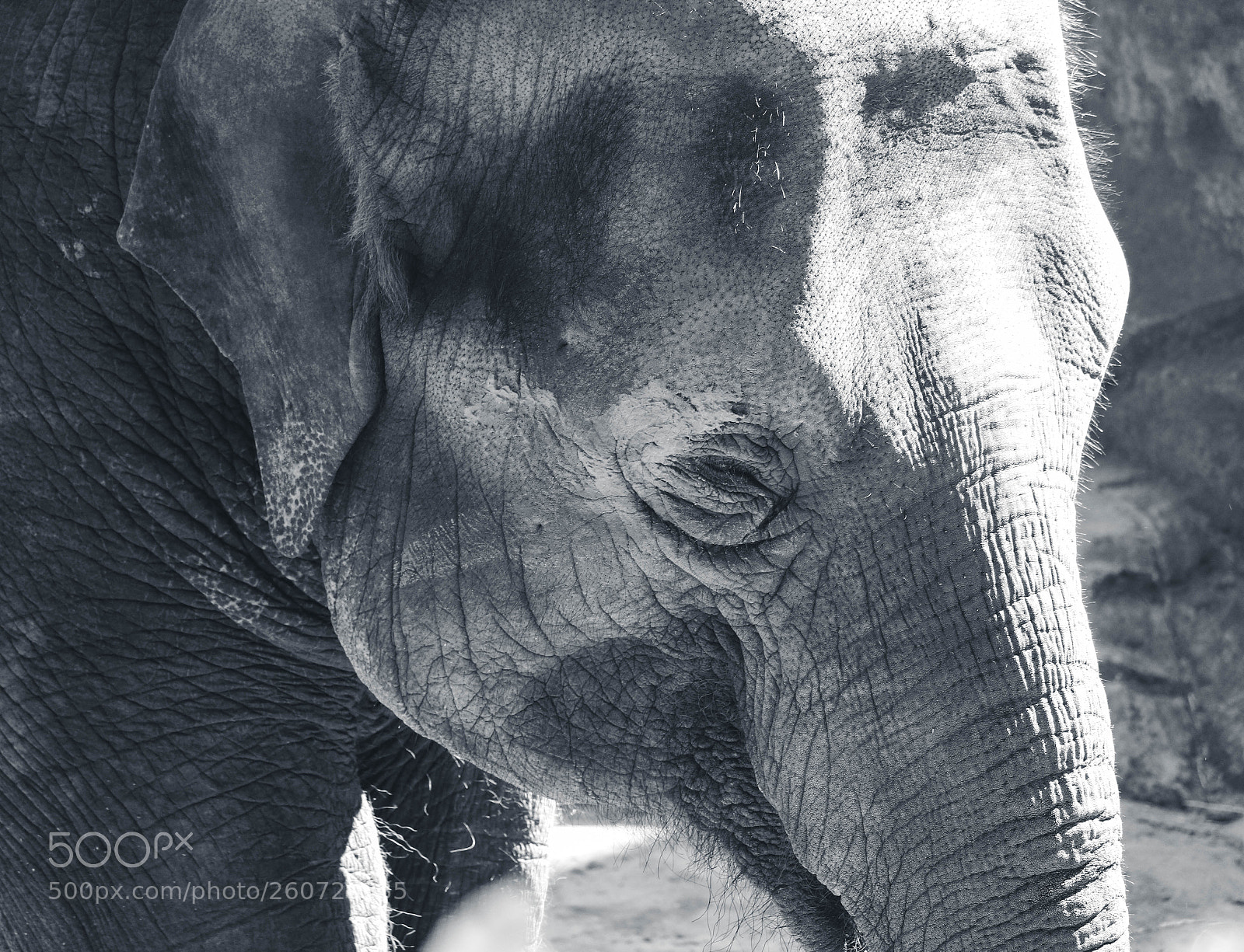 Canon EOS 750D (EOS Rebel T6i / EOS Kiss X8i) sample photo. Elephant b&w photography