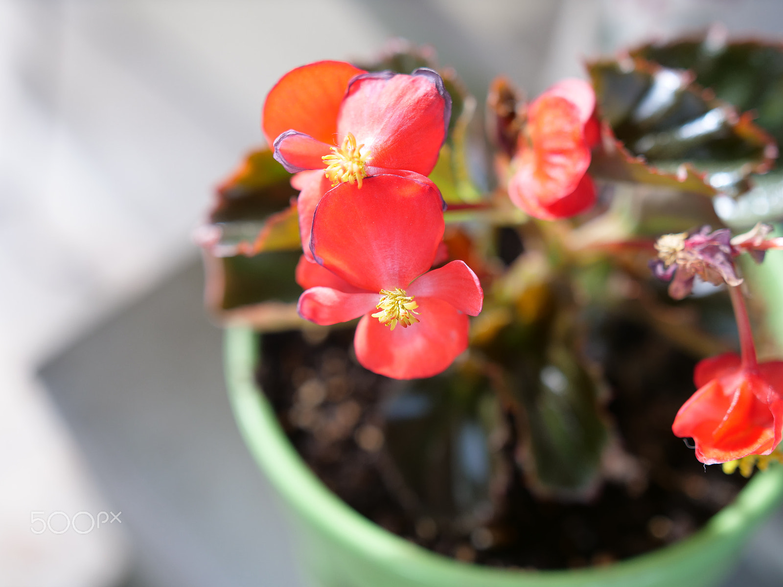 Panasonic Lumix DC-GH5 sample photo. Red flowers photography