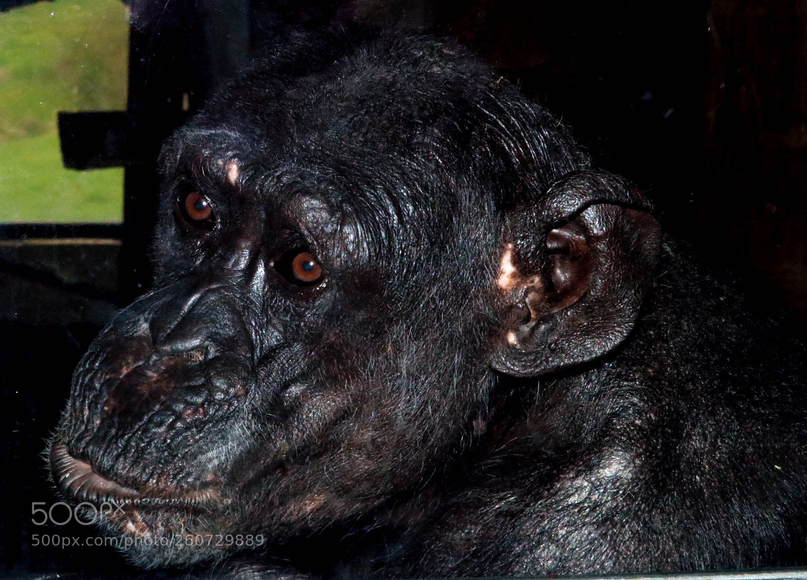 Canon EOS 750D (EOS Rebel T6i / EOS Kiss X8i) sample photo. Chimp photography