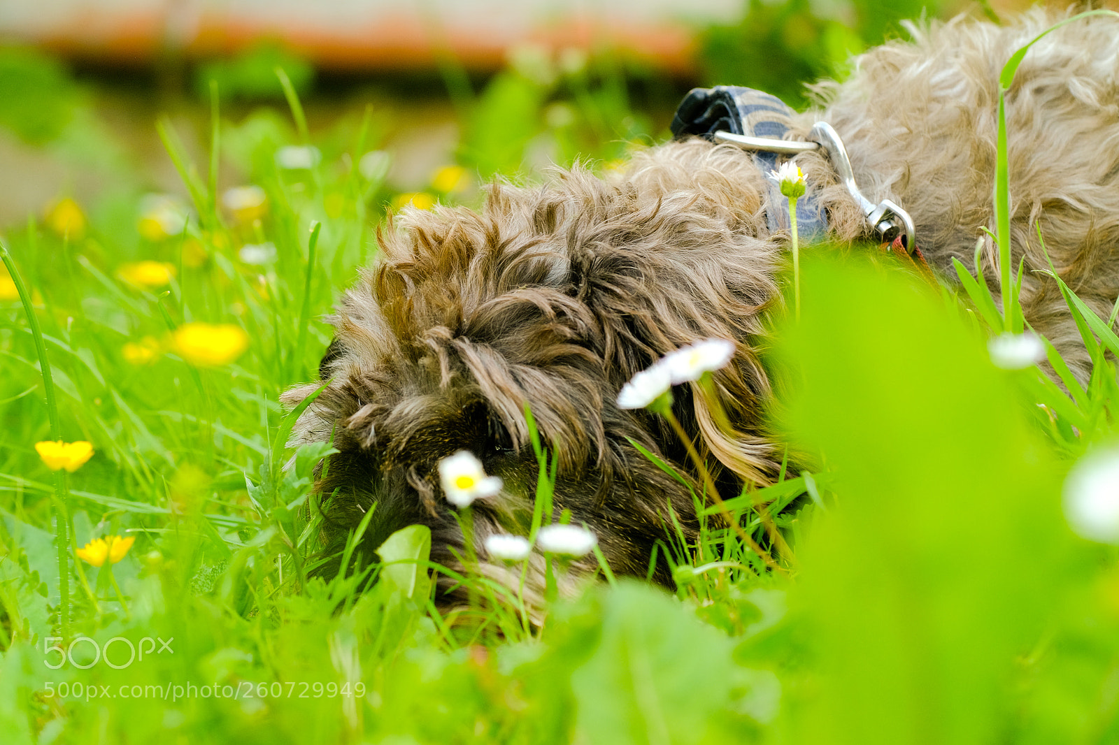 Fujifilm X-T10 sample photo. Oscar is waiting in photography