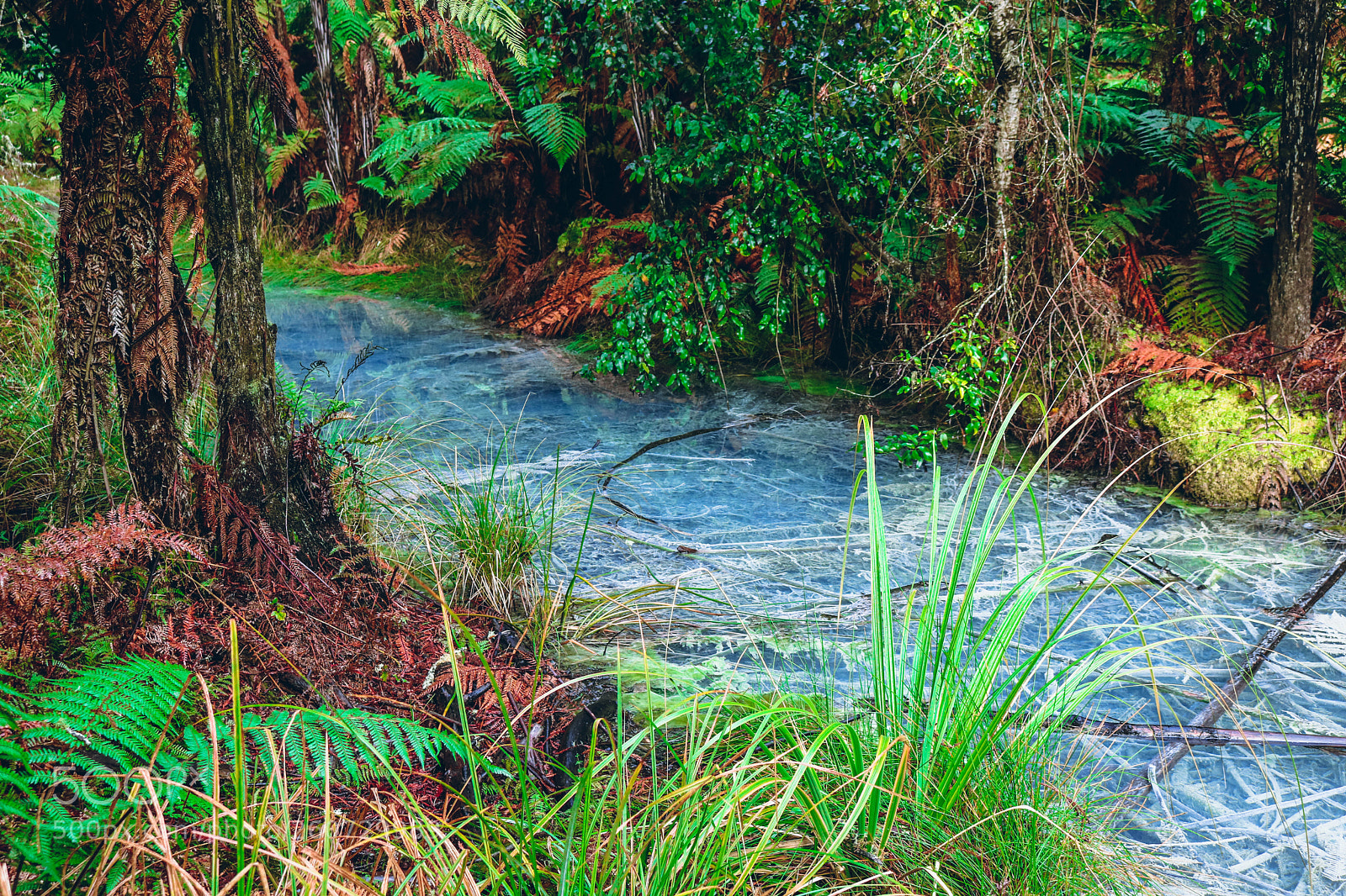 Canon EOS 750D (EOS Rebel T6i / EOS Kiss X8i) sample photo. Redwoods creek photography