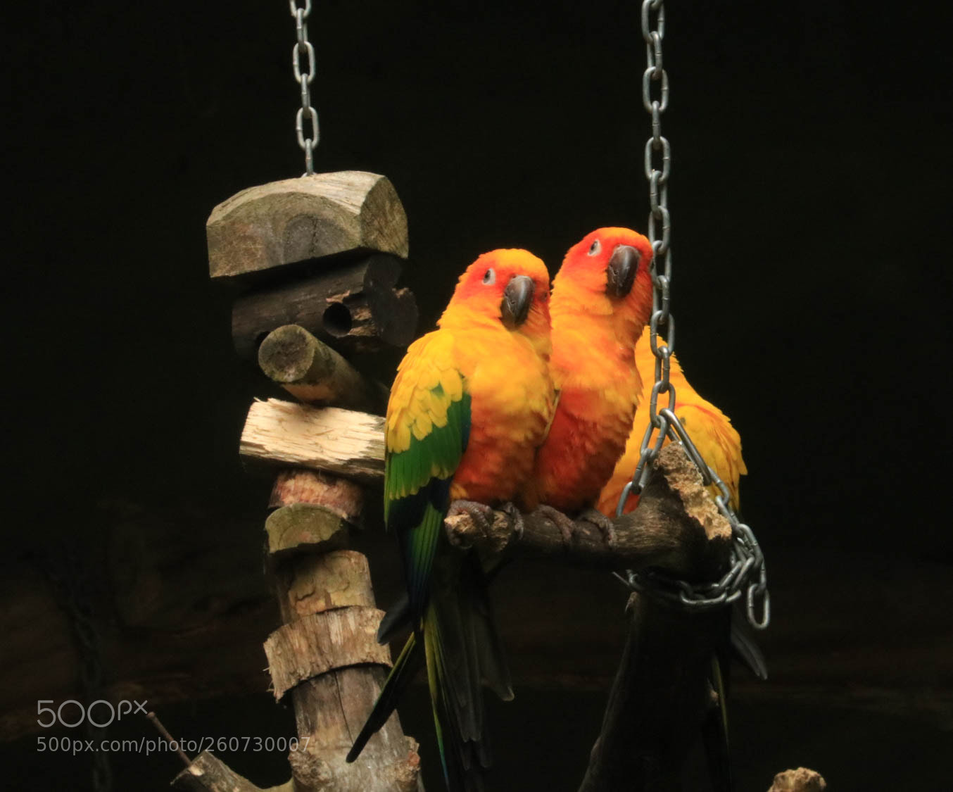 Canon EOS 750D (EOS Rebel T6i / EOS Kiss X8i) sample photo. 3 parrot party photography