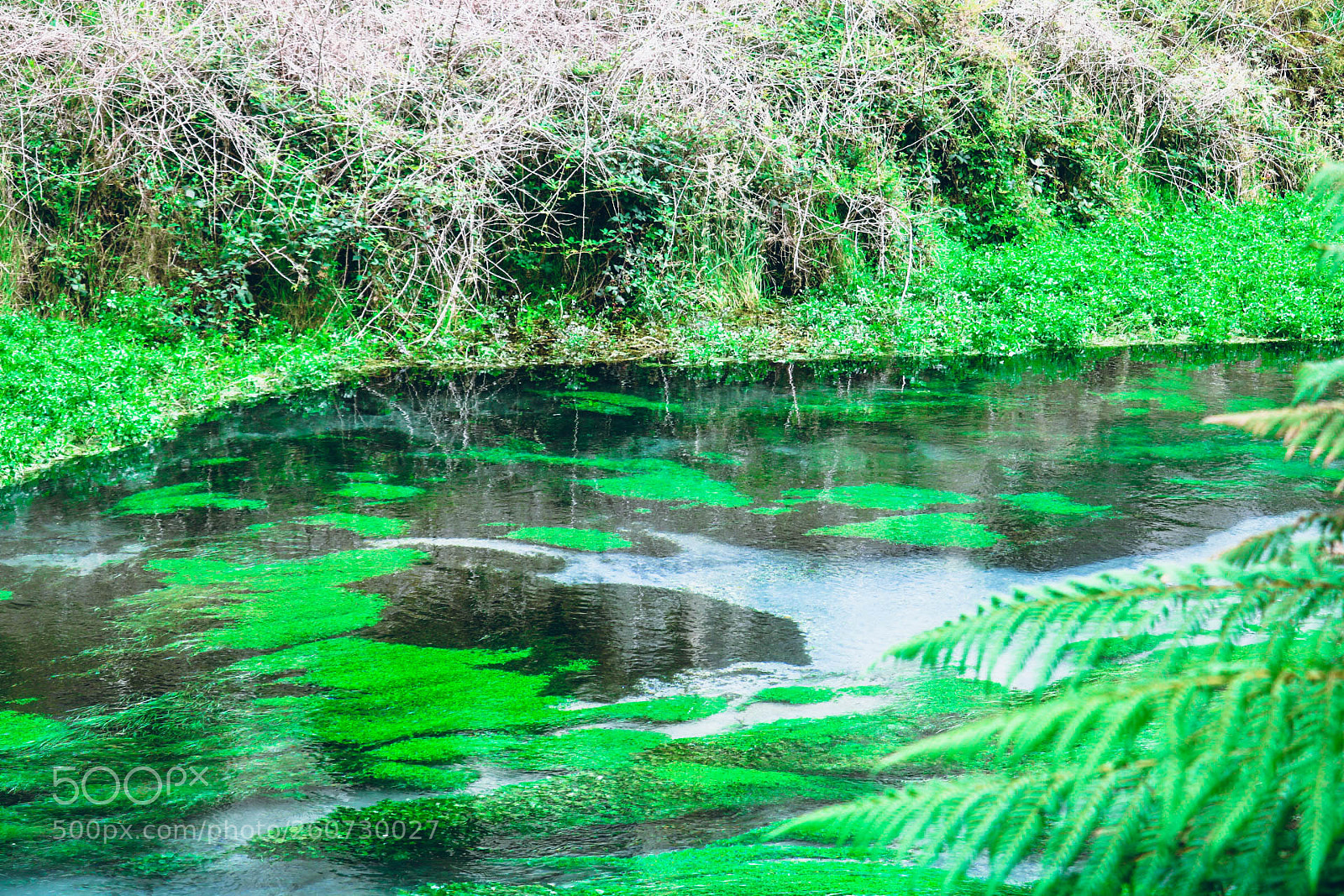 Canon EOS 750D (EOS Rebel T6i / EOS Kiss X8i) sample photo. Blue spring 1 photography