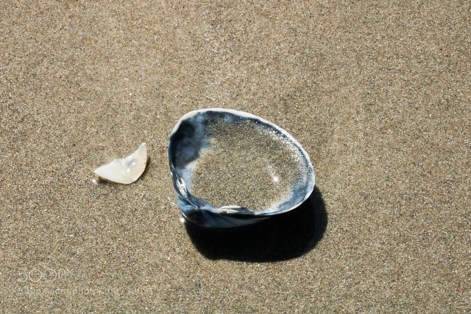 Canon EOS 750D (EOS Rebel T6i / EOS Kiss X8i) sample photo. Seashell mt manganui photography