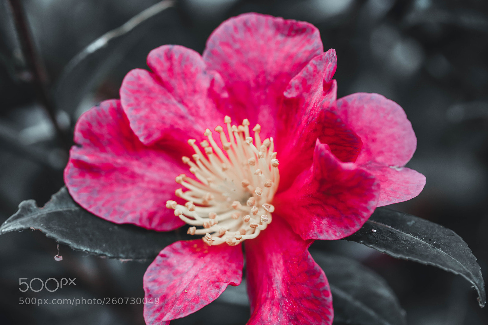 Canon EOS 750D (EOS Rebel T6i / EOS Kiss X8i) sample photo. Floral beauty photography