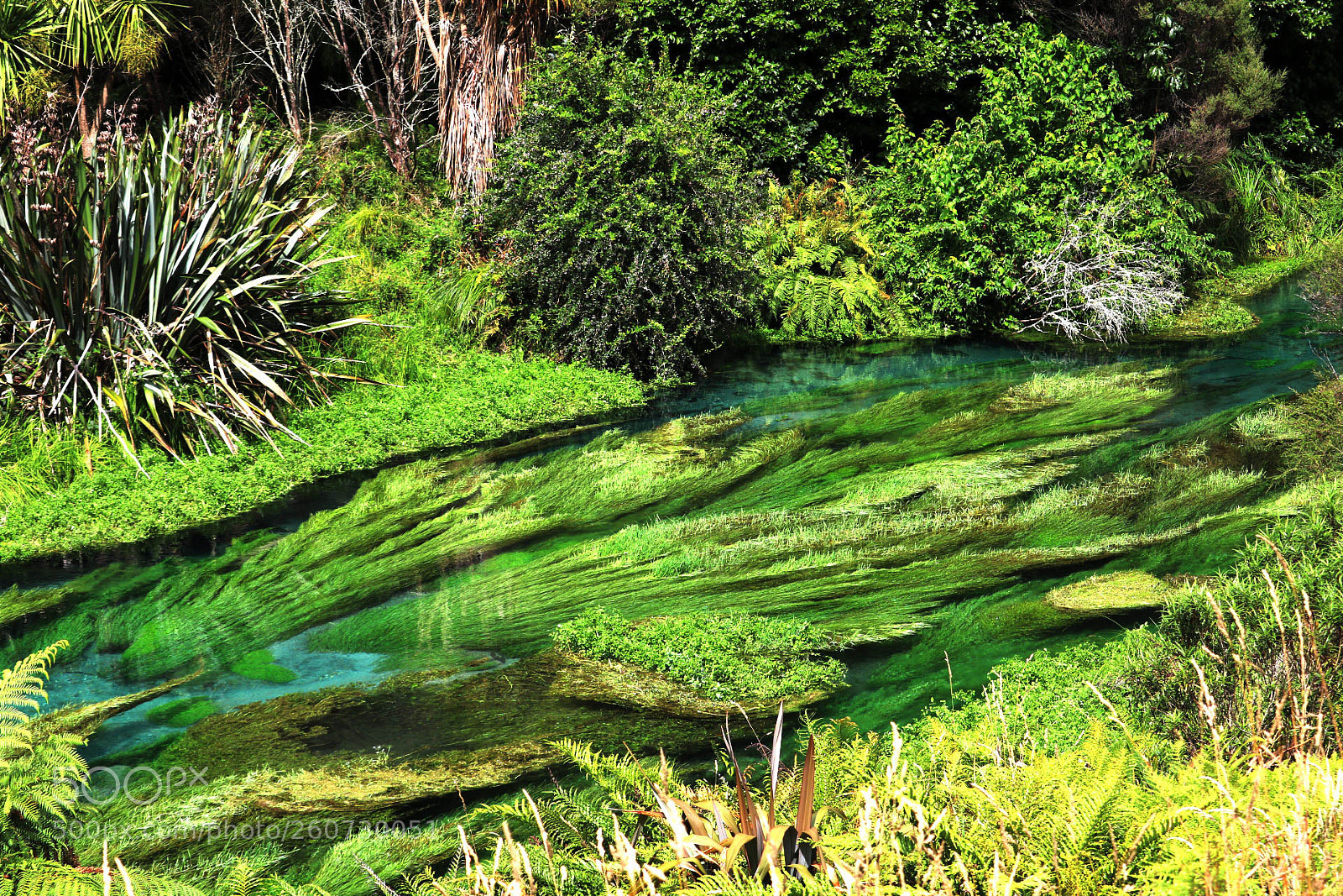 Canon EOS 750D (EOS Rebel T6i / EOS Kiss X8i) sample photo. Blue springs nz photography