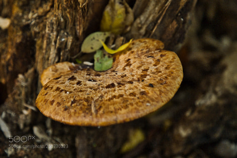 Canon EOS 6D + Canon EF 24-105mm F4L IS USM sample photo. Fungrs photography