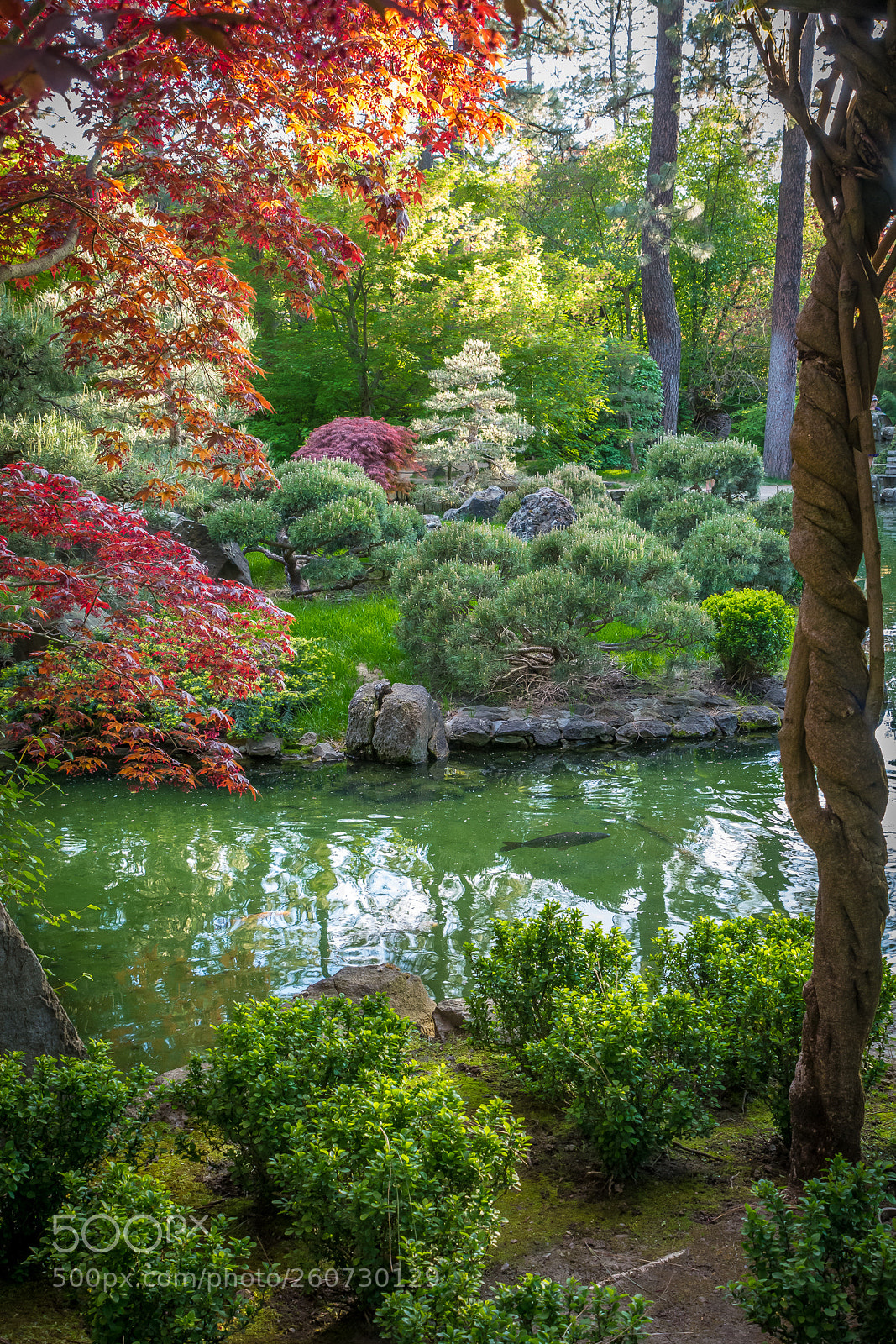 Nikon D7100 sample photo. Japanese garden photography