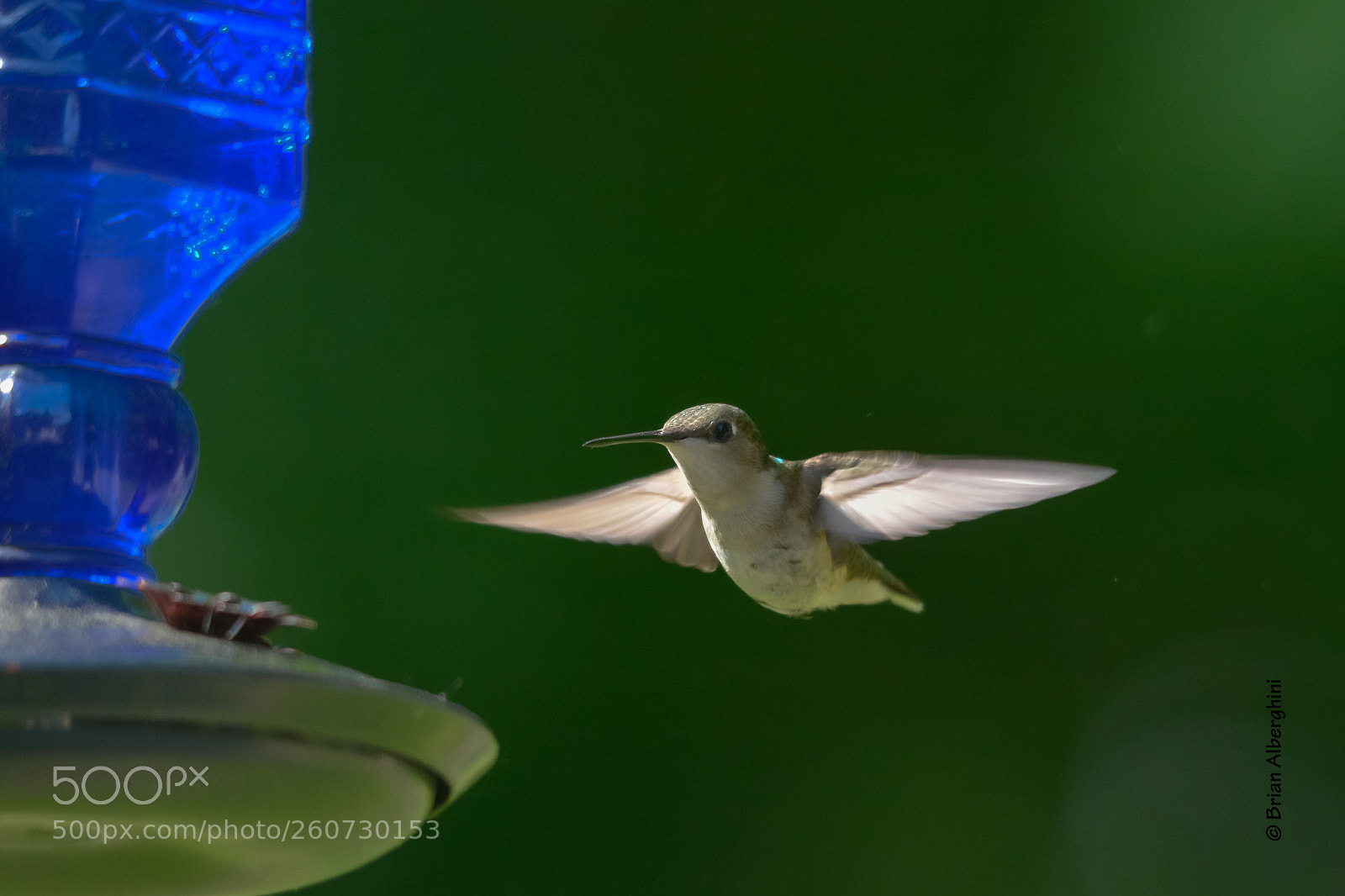 Nikon D7100 sample photo. Hummingbird photography