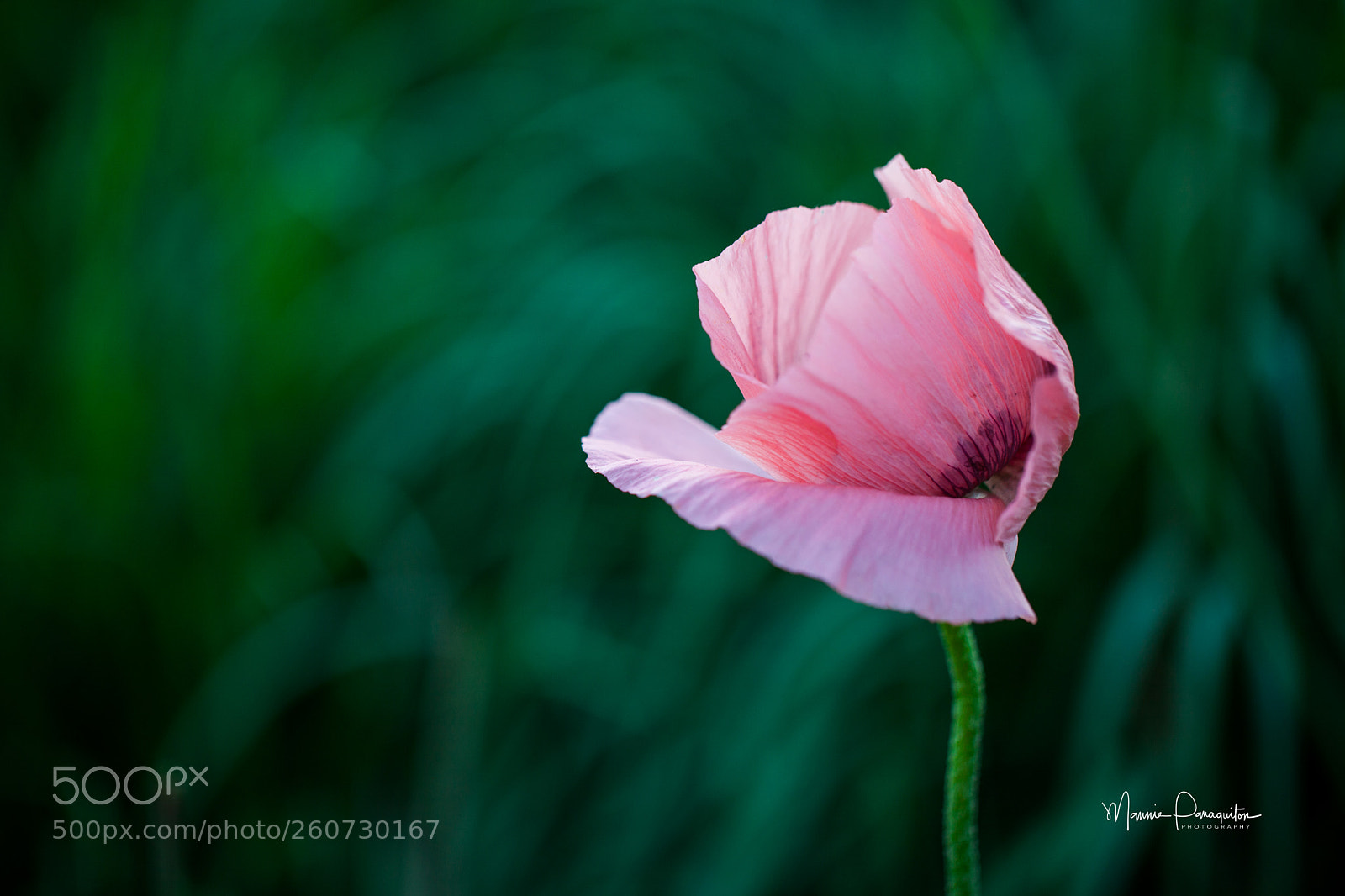Canon EOS 5D Mark II sample photo. Pink poppy photography