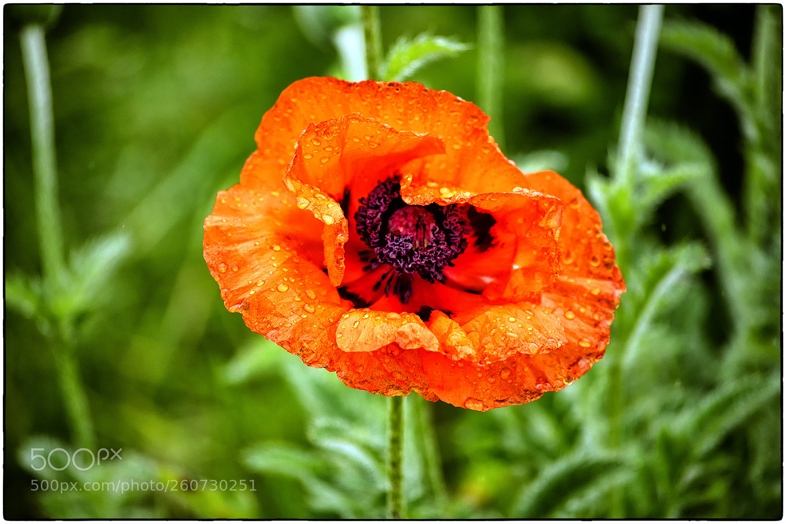 Nikon D850 sample photo. In rememberance iii photography
