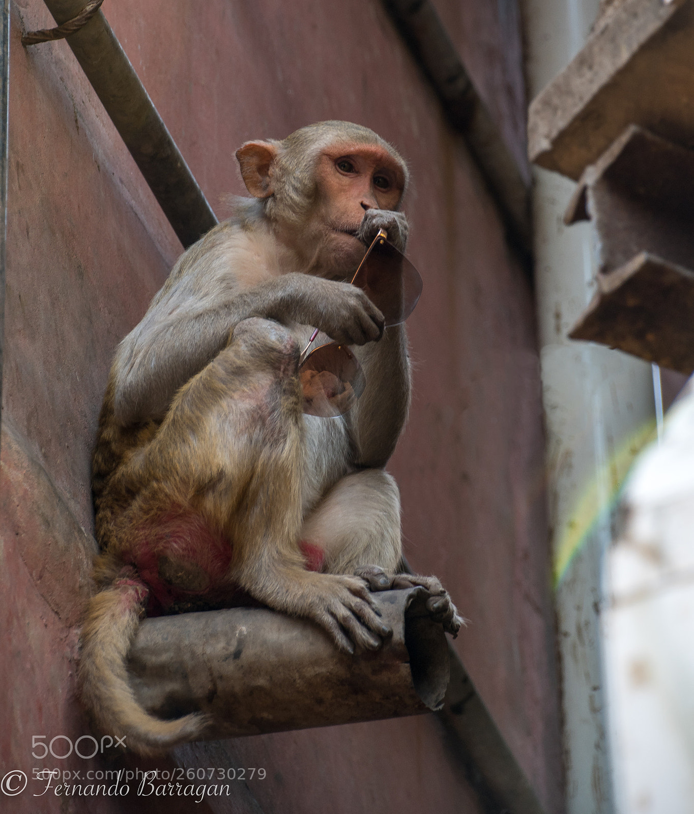 Nikon D500 sample photo. Mono thief photography