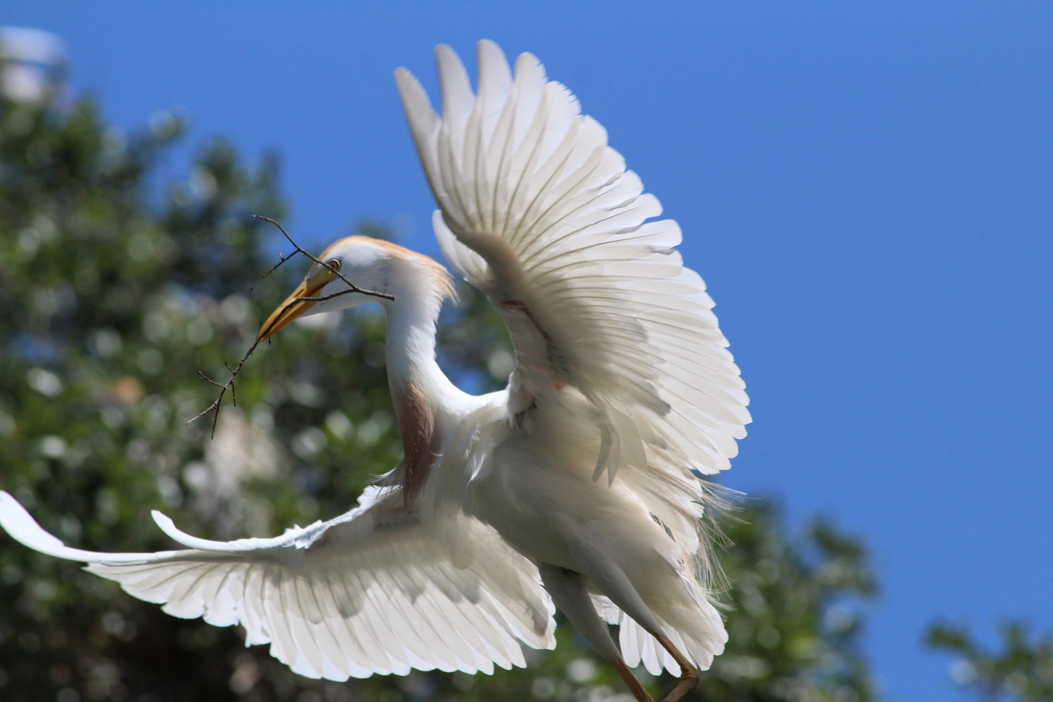 Canon EOS 1300D (EOS Rebel T6 / EOS Kiss X80) sample photo. Cattle egret in flight photography