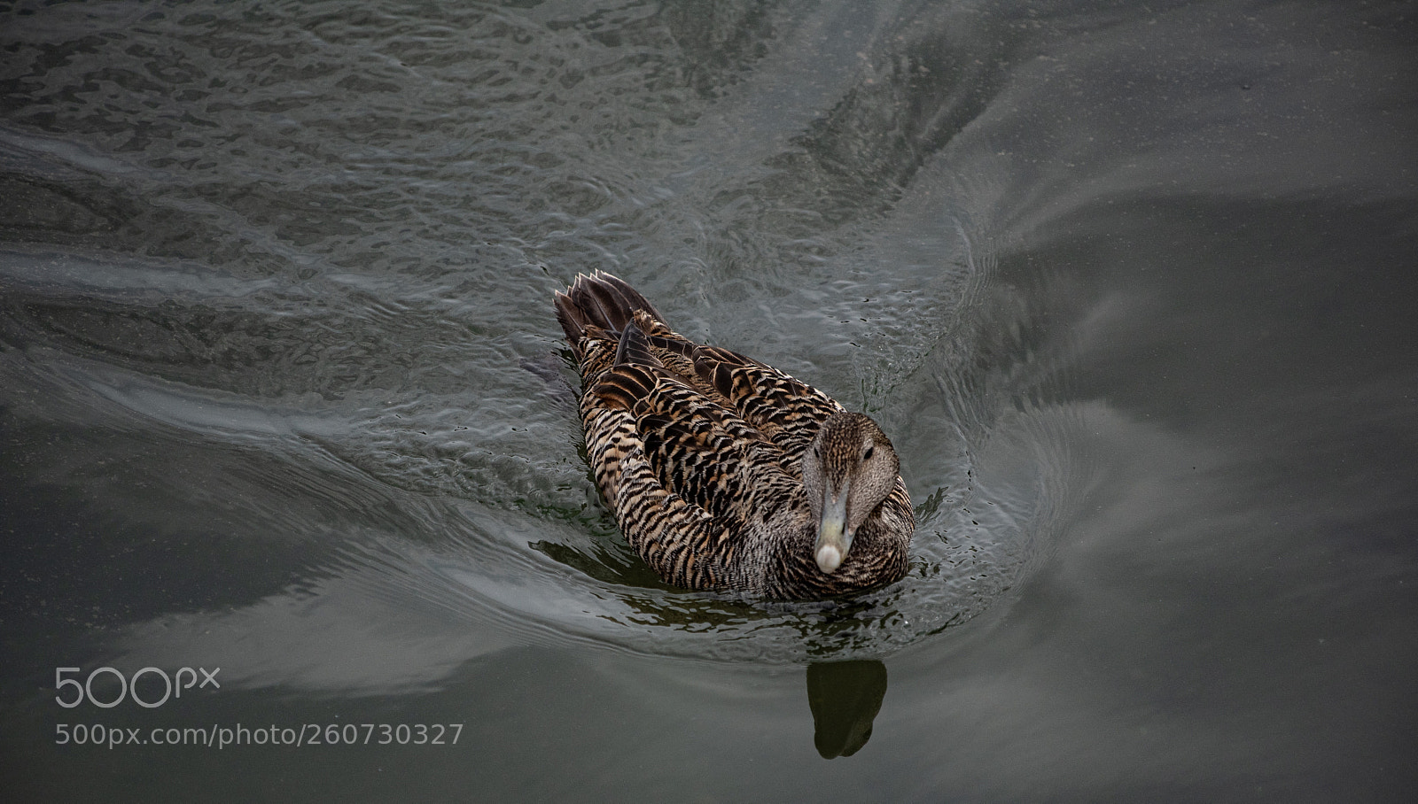 Nikon D750 sample photo. Farne () photography