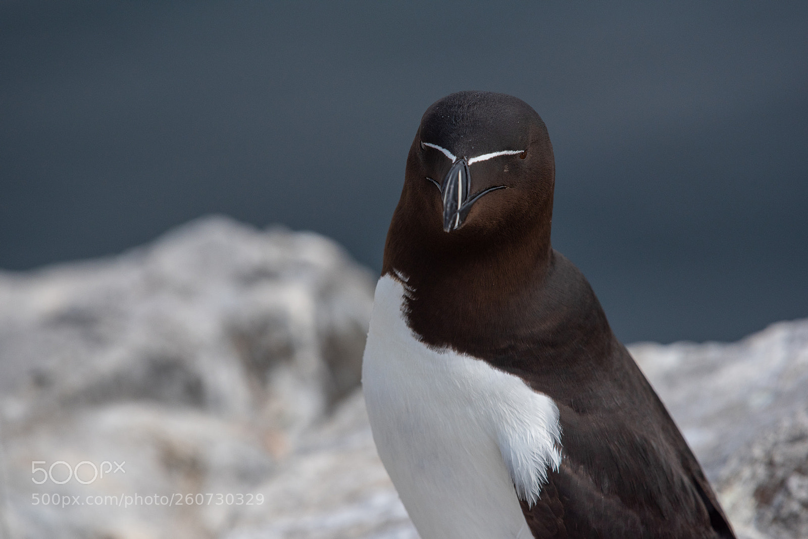 Nikon D750 sample photo. Farne () photography