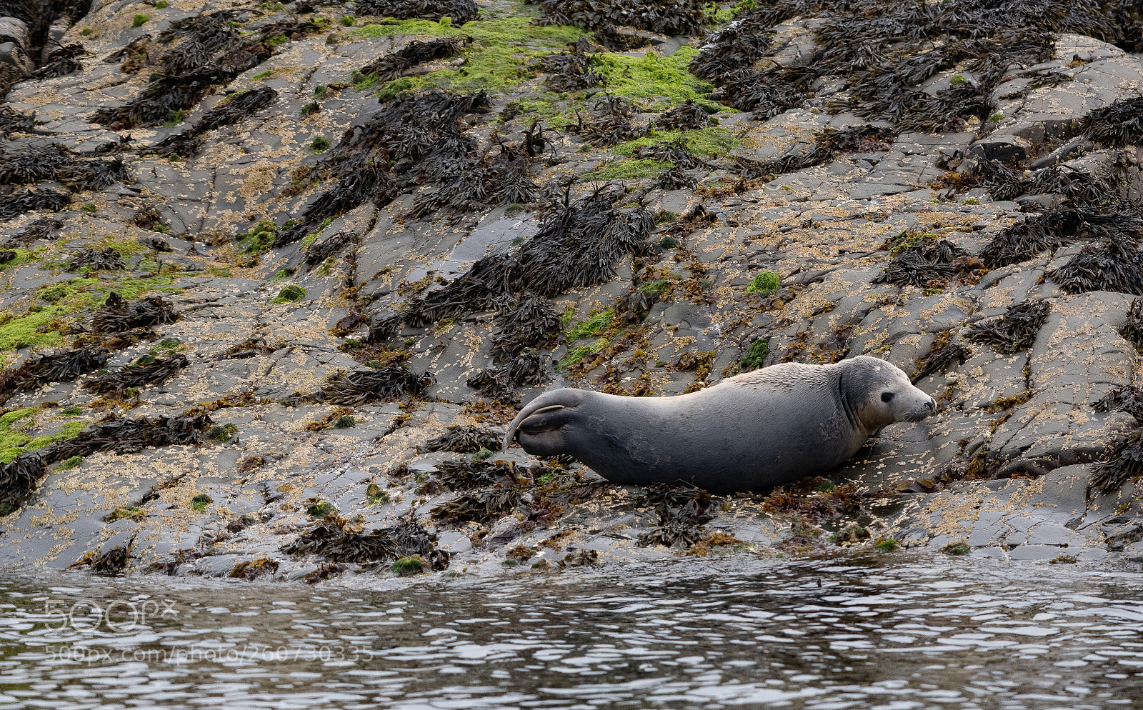 Nikon D750 sample photo. Farne () photography