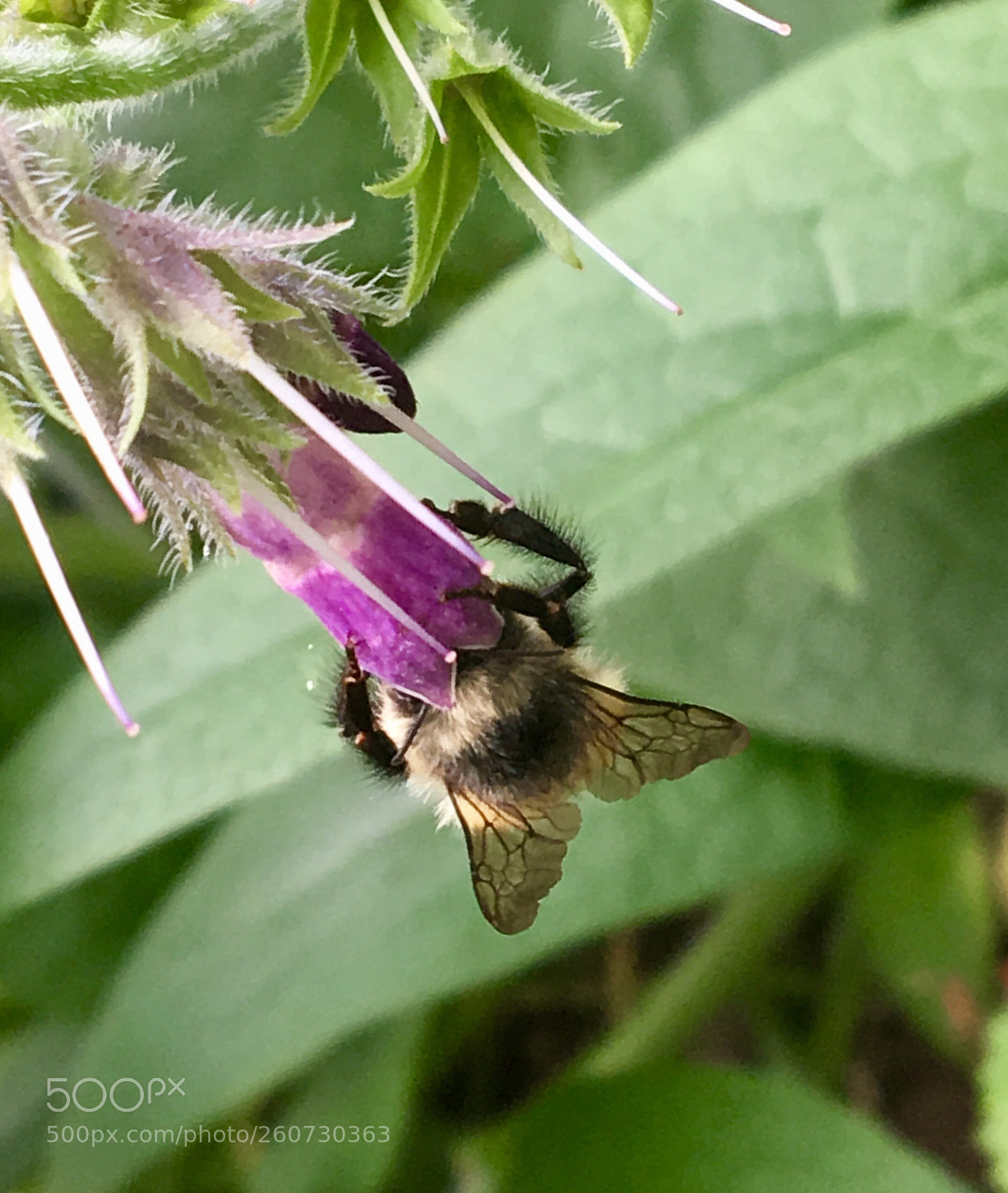 Apple iPhone 6s sample photo. The pollinator photography