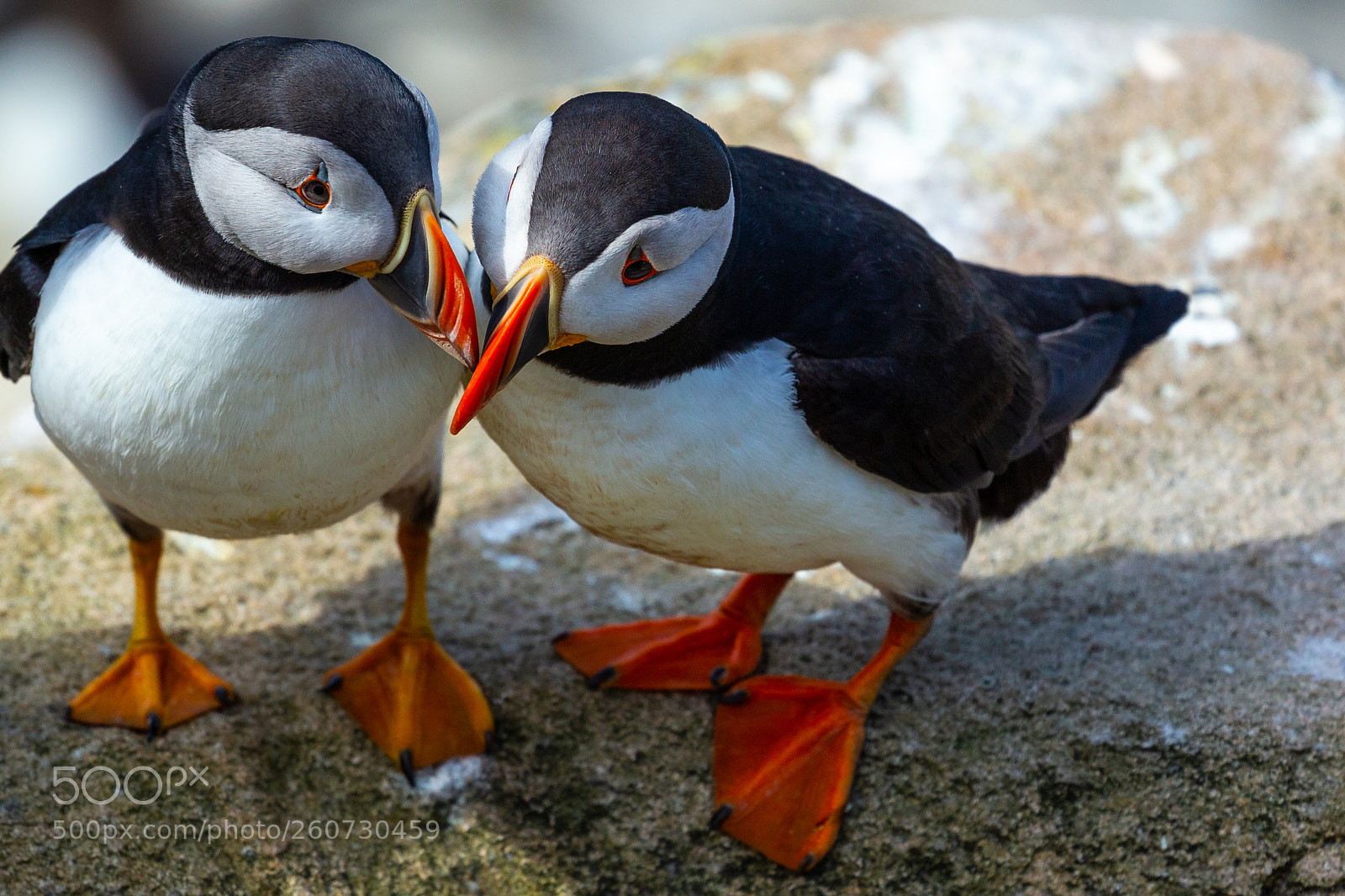 Canon EOS 6D sample photo. Kissing puffins photography