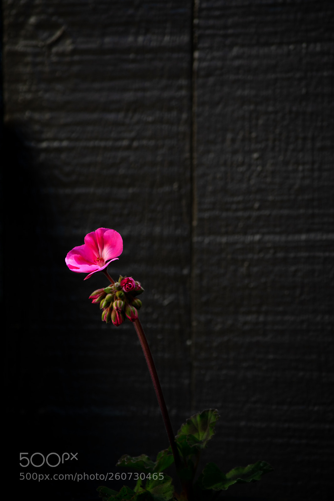 Nikon D5300 sample photo. Single photography