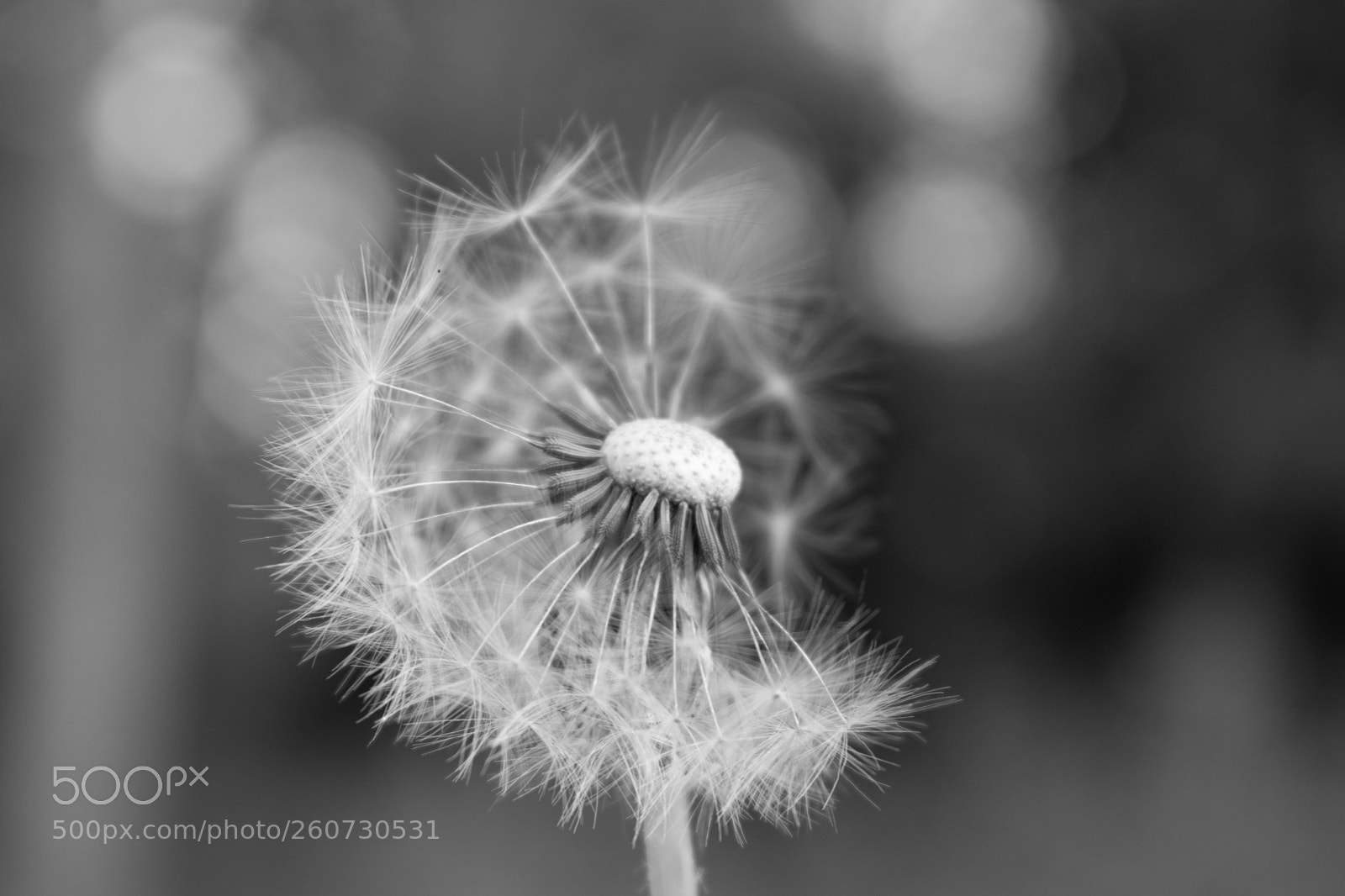 Nikon D5600 sample photo. Untitled photography