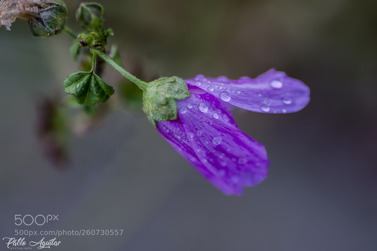 Nikon D7200 sample photo. Flower photography