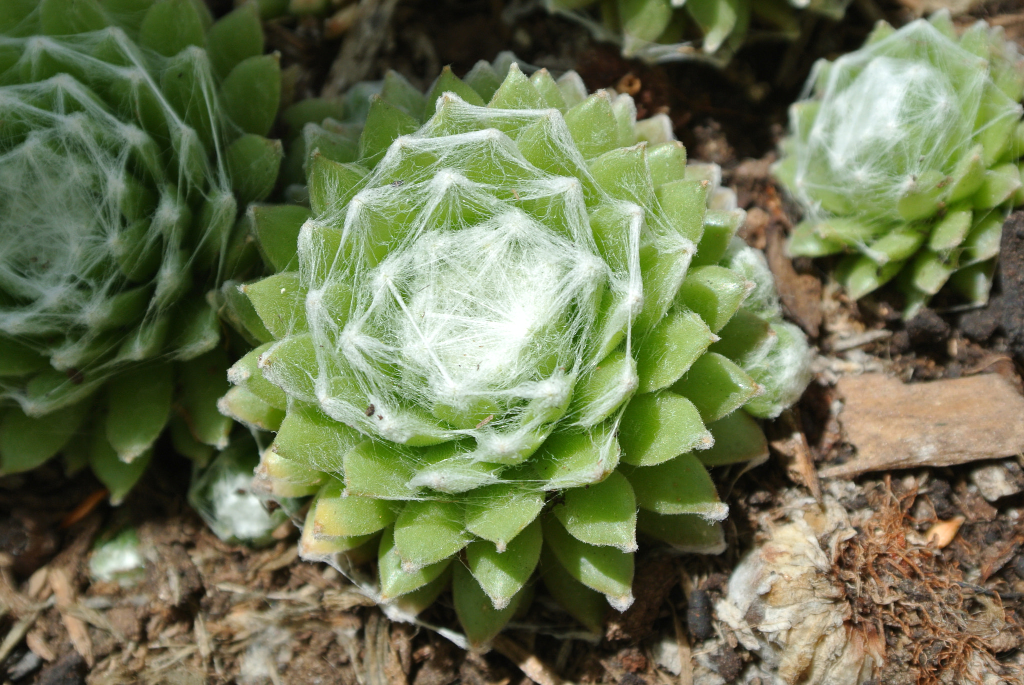 Nikon 1 J1 sample photo. Cactus photography