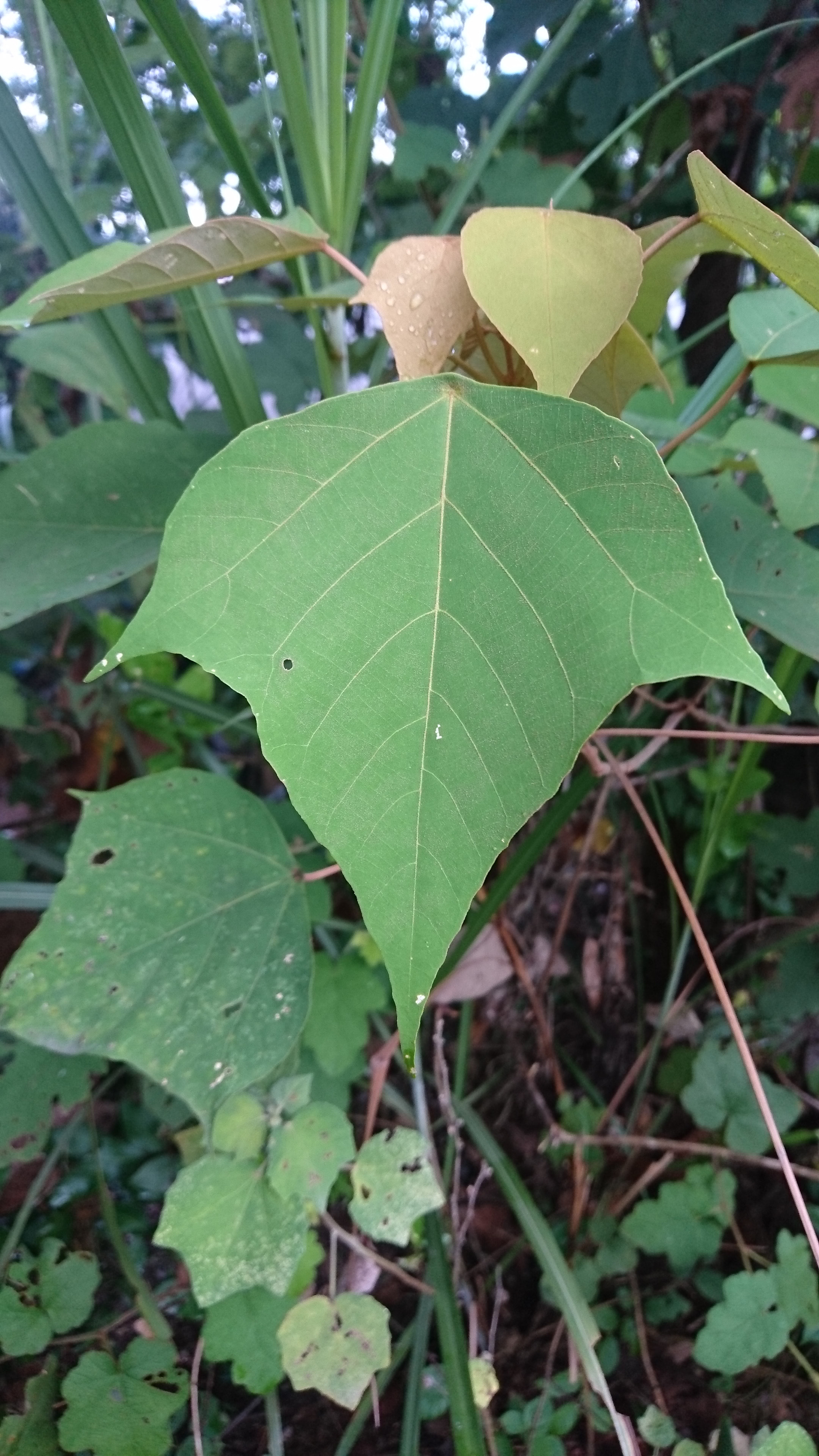 Sony Xperia Z5 sample photo