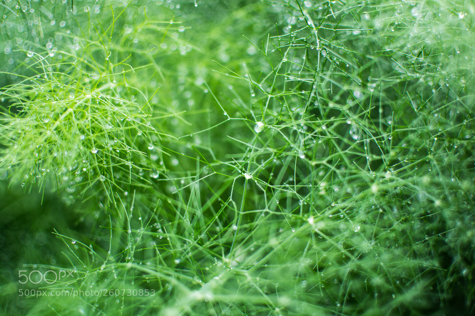 Nikon D5200 sample photo. Rain drops photography