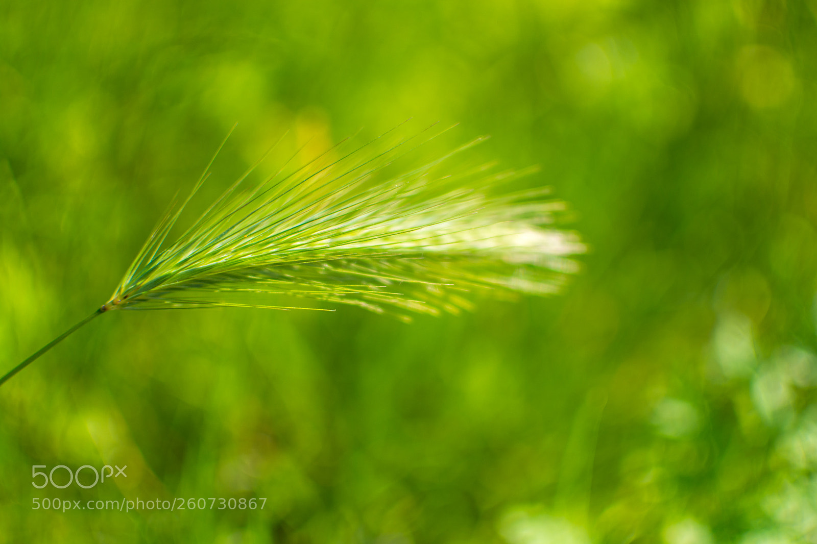 Nikon D5200 sample photo. Green photography