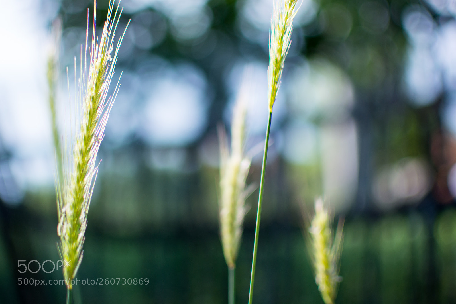 Nikon D5200 sample photo. The plant photography