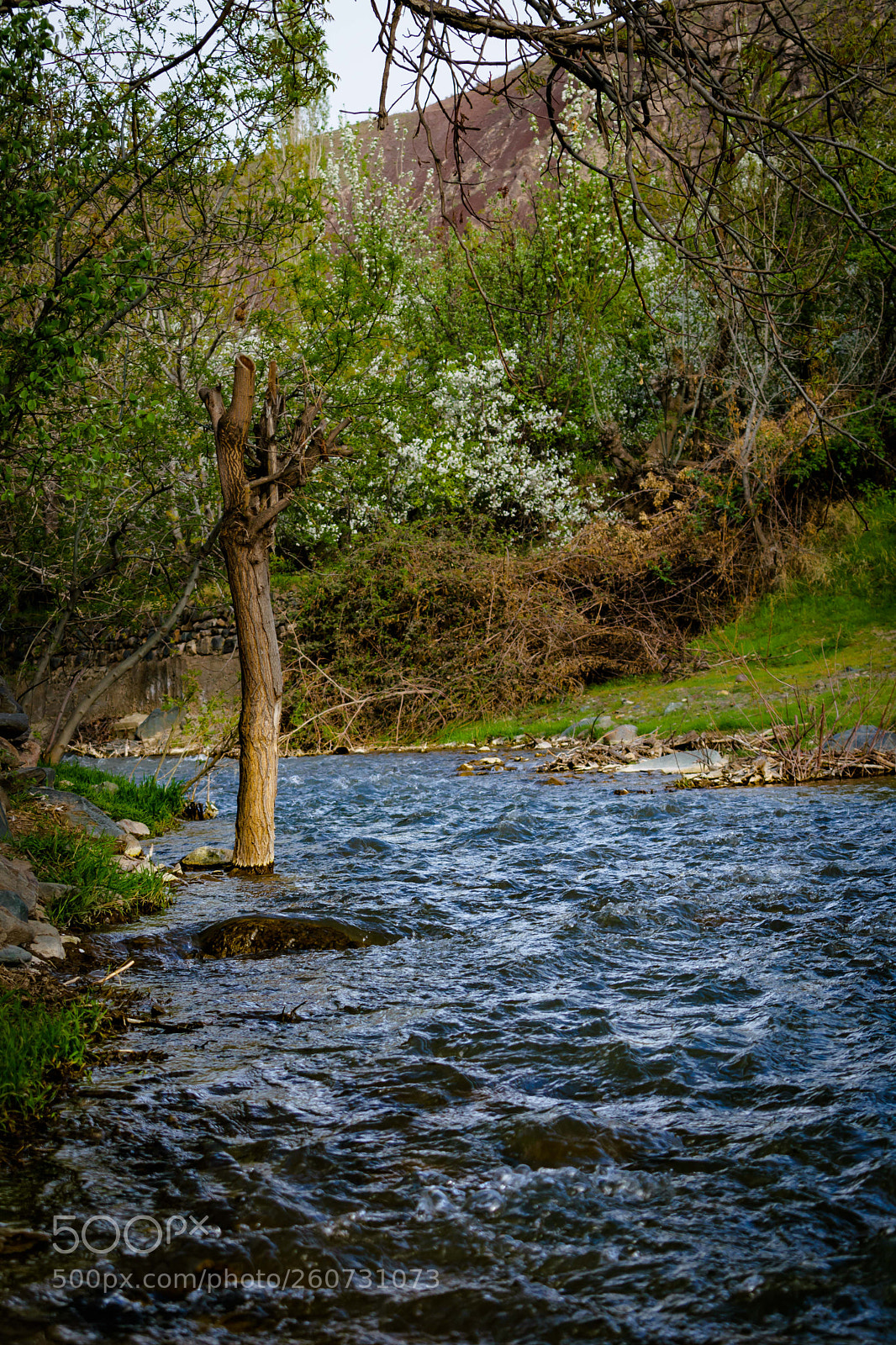 Nikon D3300 sample photo. Alone tree trunk in photography