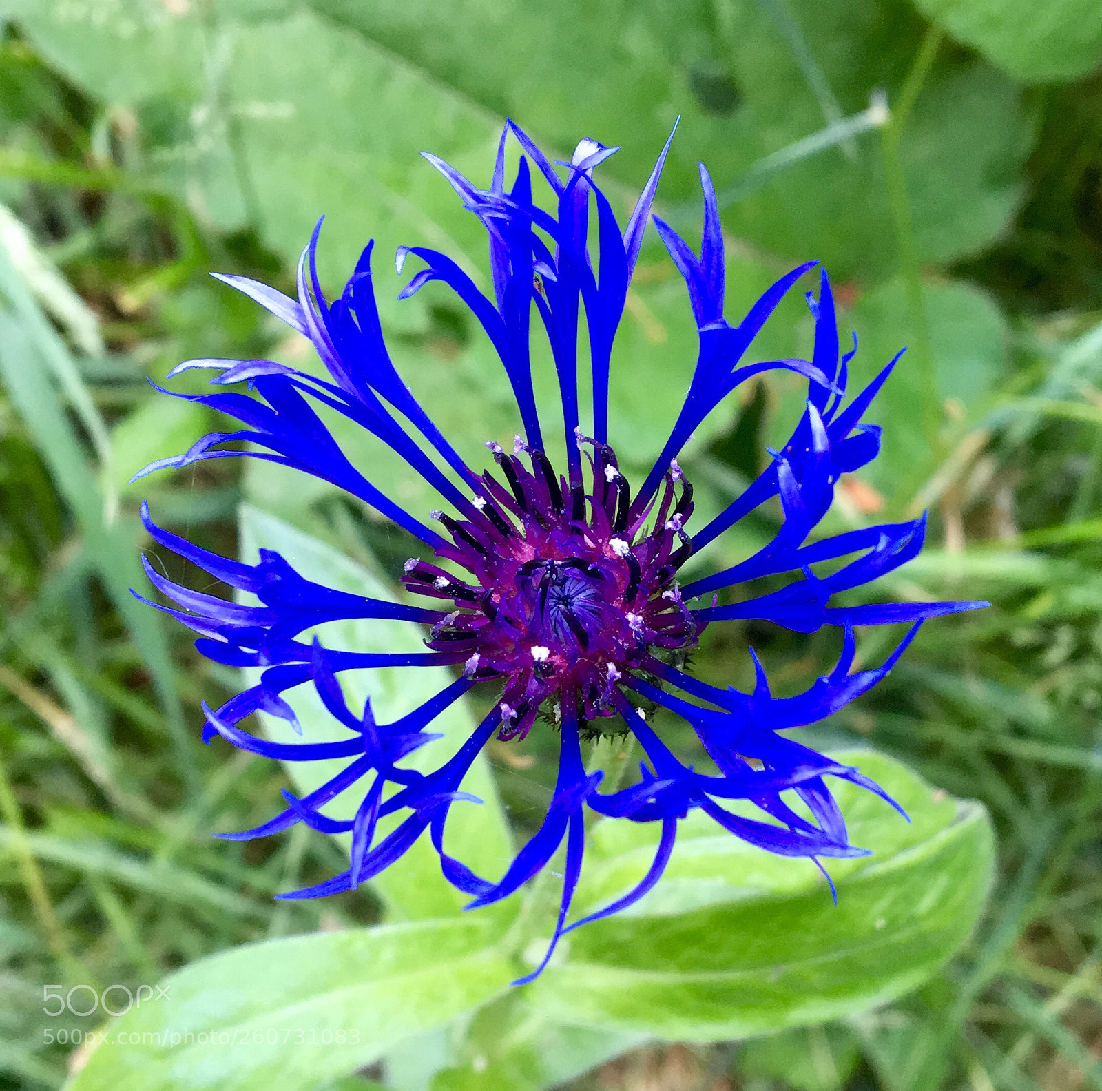 Apple iPhone 6s sample photo. “blurple” photography