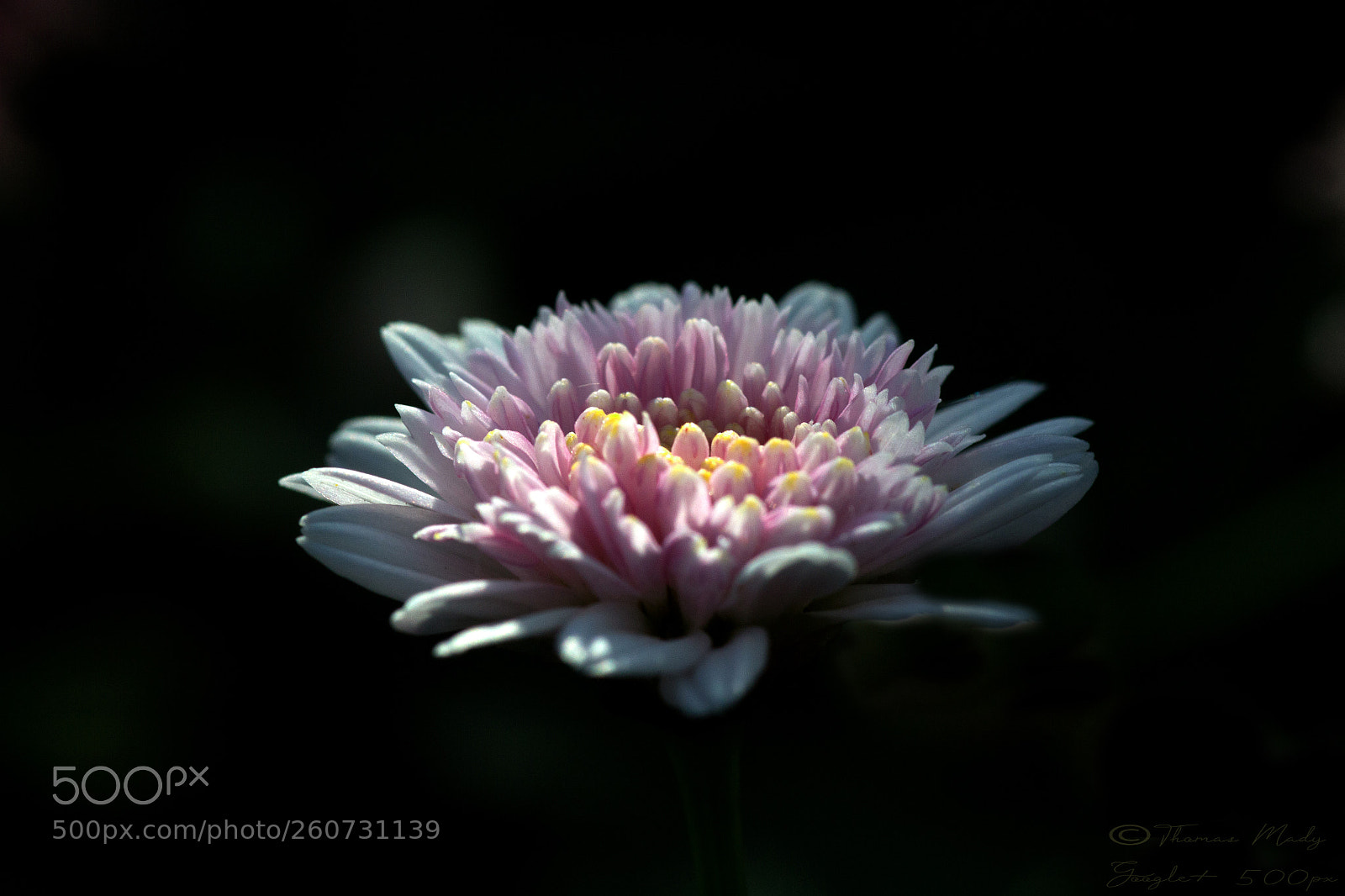 Canon EOS 700D (EOS Rebel T5i / EOS Kiss X7i) sample photo. Daisy flower photography