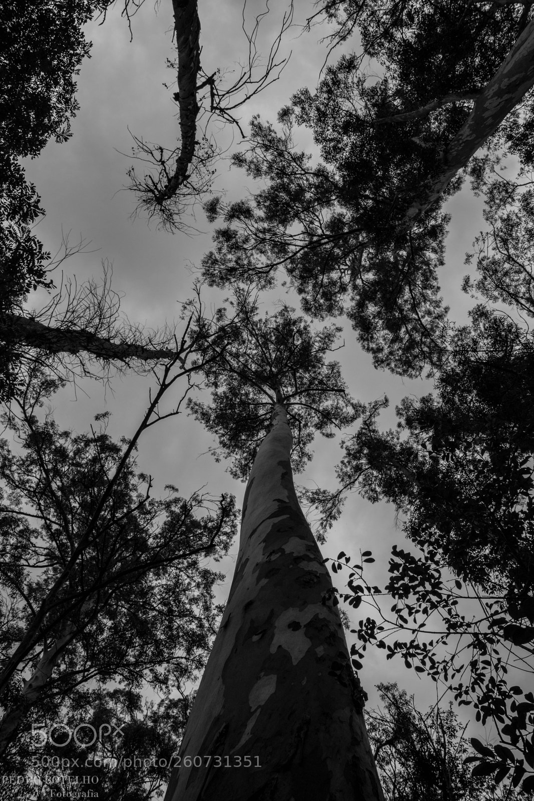 Canon EOS 1200D (EOS Rebel T5 / EOS Kiss X70 / EOS Hi) sample photo. Looking upwards photography
