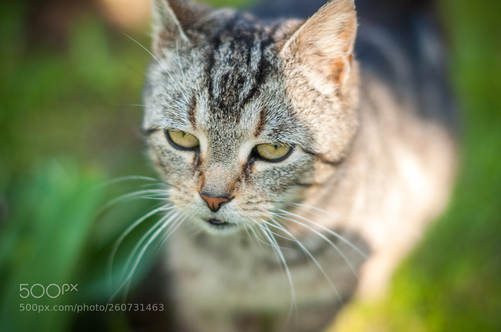 Nikon D90 sample photo. Hooman u bore me photography