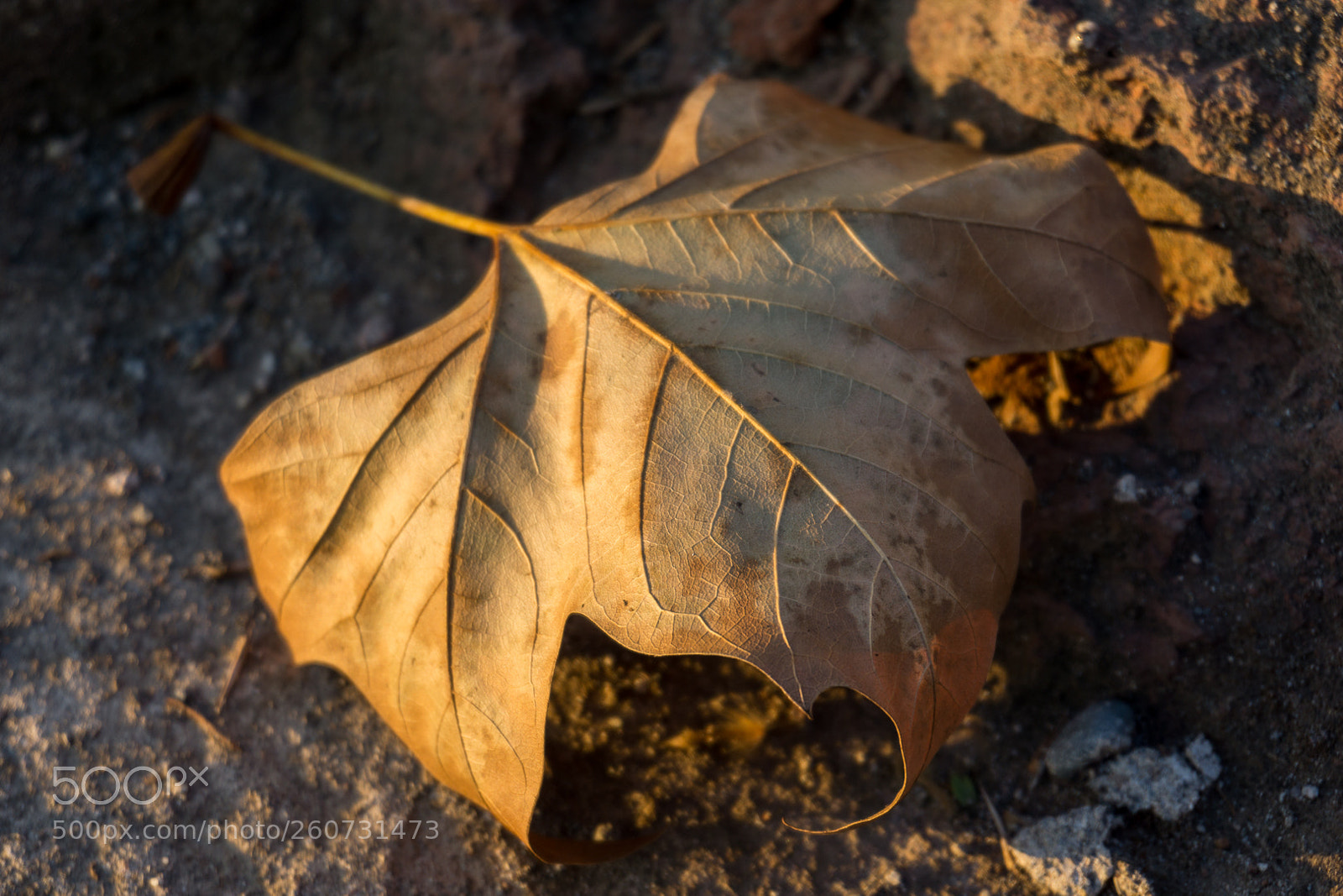 Sony a6000 sample photo. Otoño photography