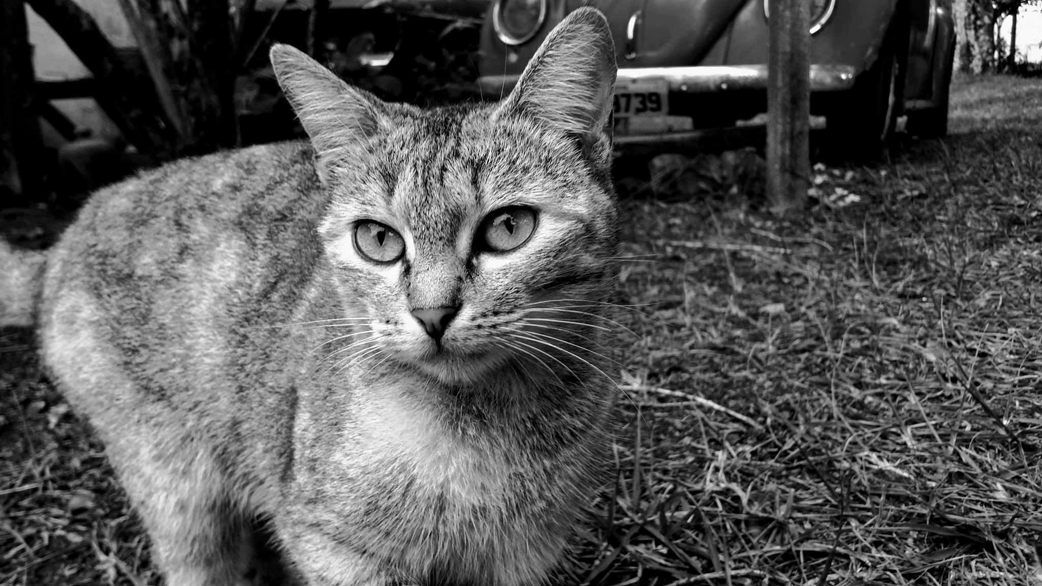 Motorola XT1650 sample photo. Monochrome cat photography