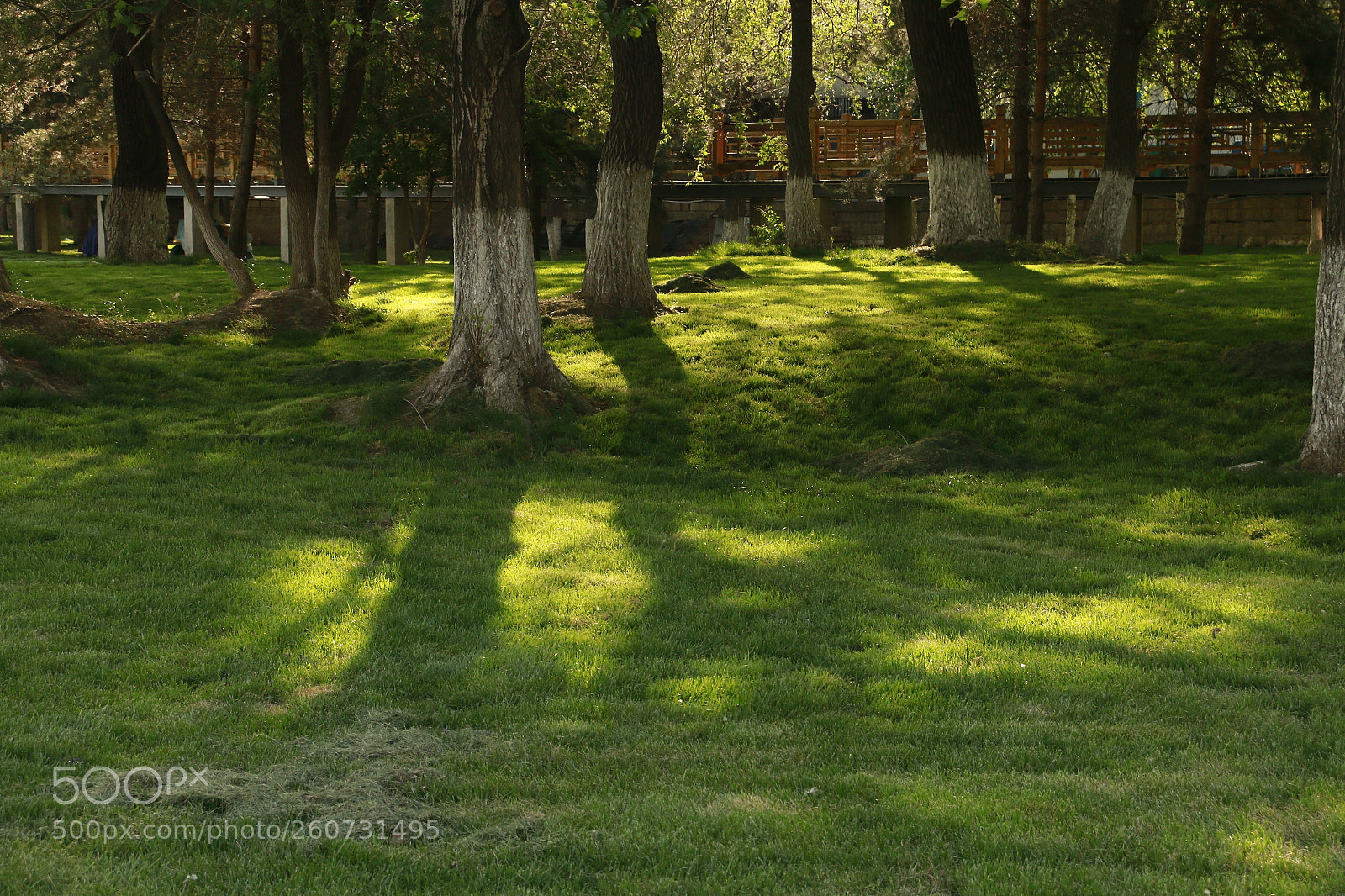 Canon EF-S 18-200mm F3.5-5.6 IS sample photo. The morning sun photography