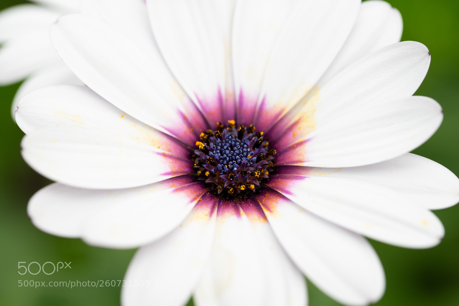 Sony a7 II sample photo. African daisy photography