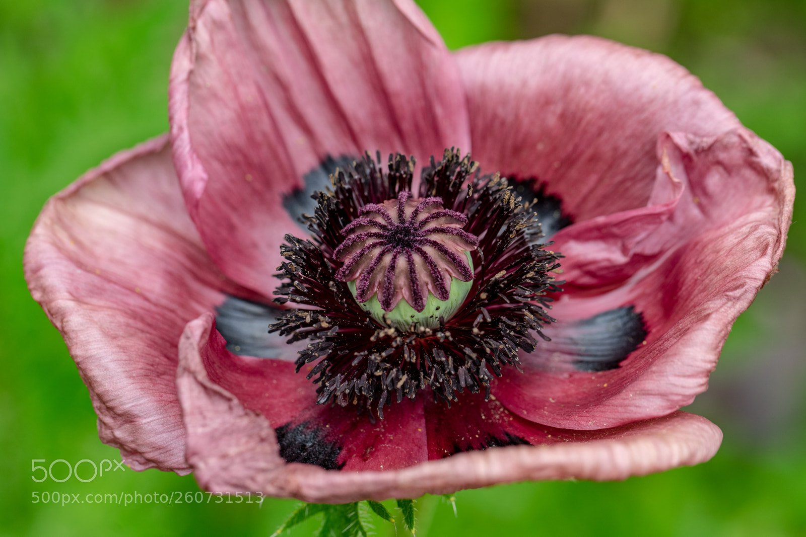 Sony a7 II sample photo. Poppy flower photography