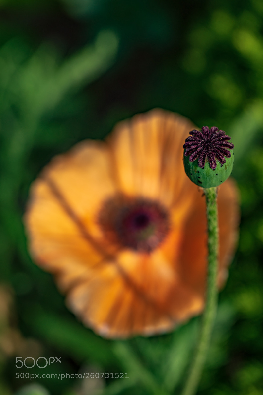 Sony a7 II sample photo. Poppy bud photography