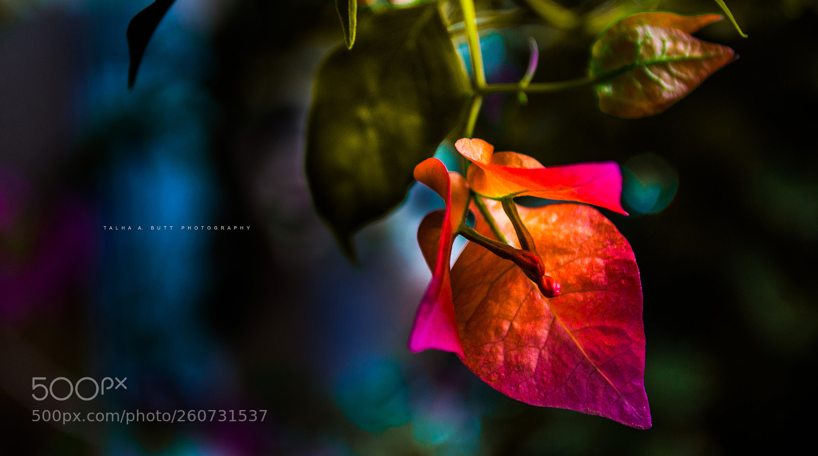 Nikon D5000 sample photo. Colors... photography