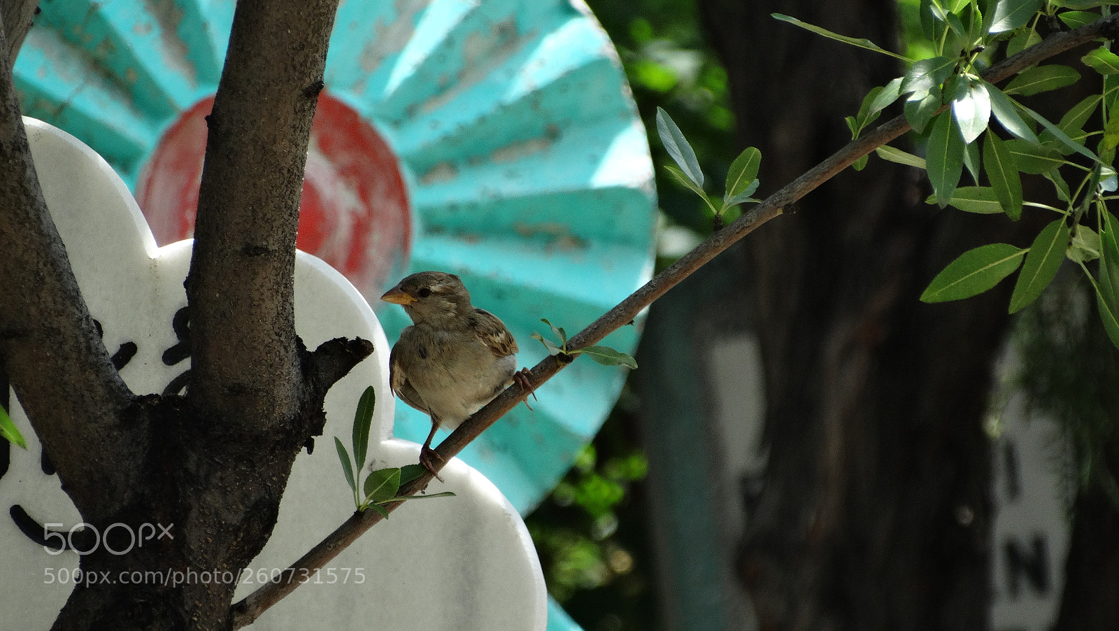 Sony Cyber-shot DSC-HX300 sample photo. Sparrow photography
