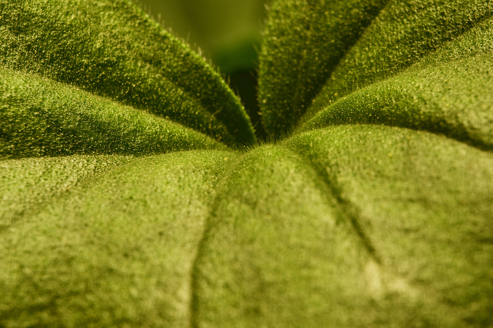 Sony Alpha NEX-6 sample photo. Leaf... photography